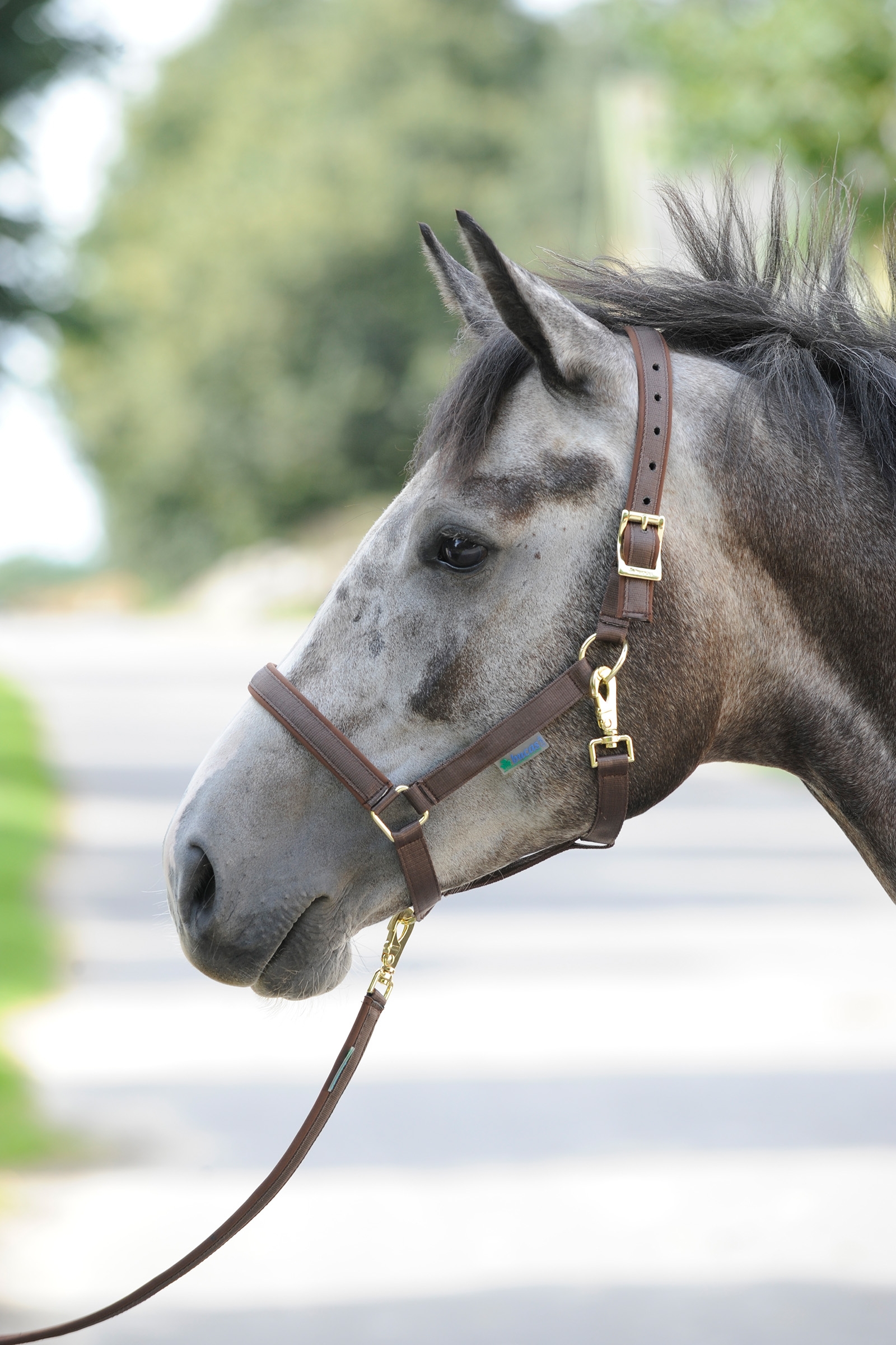 Brown/Brown Bucas Dublin Luxury vadderade grimma