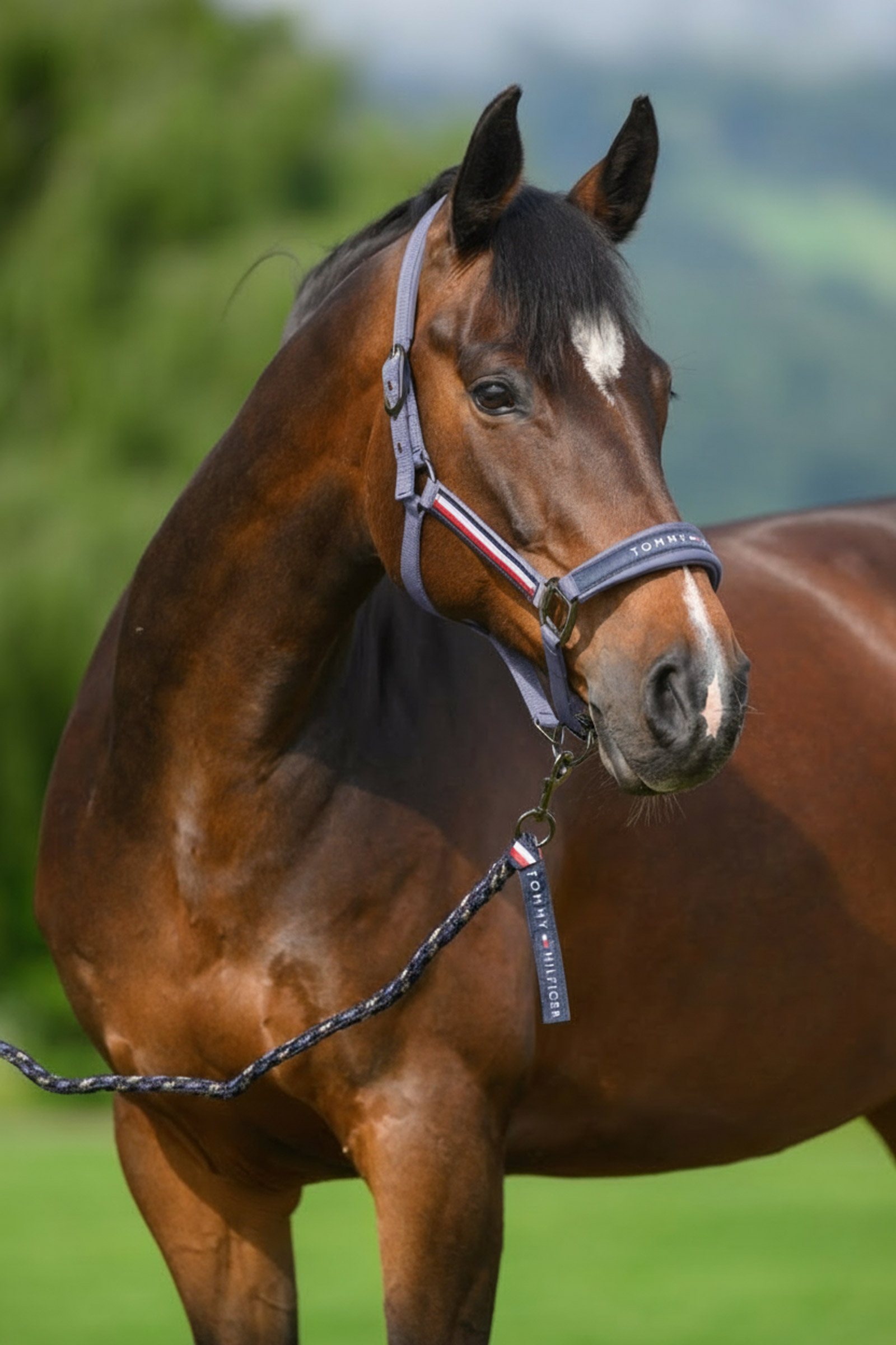 Faded Indigo Tommy Hilfiger Equestrian Yale grimma- och grimskaftset