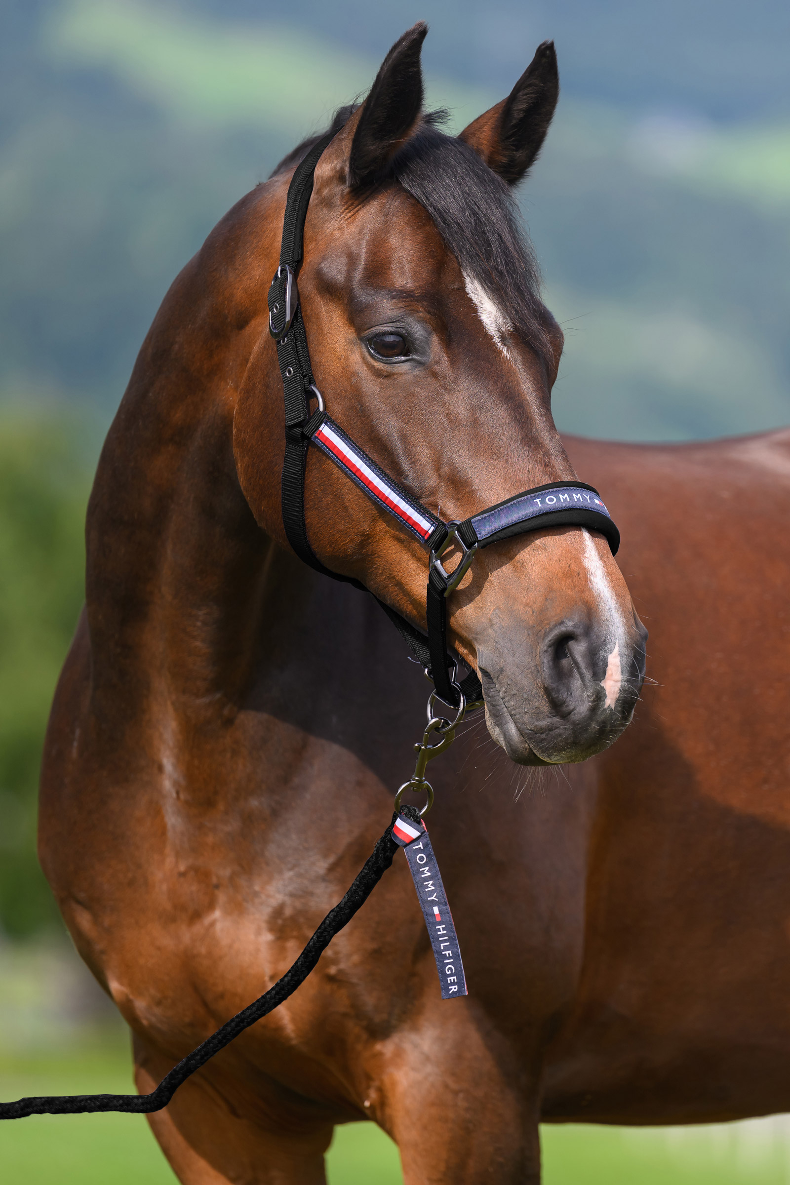 Black Tommy Hilfiger Equestrian Yale grimma- och grimskaftset