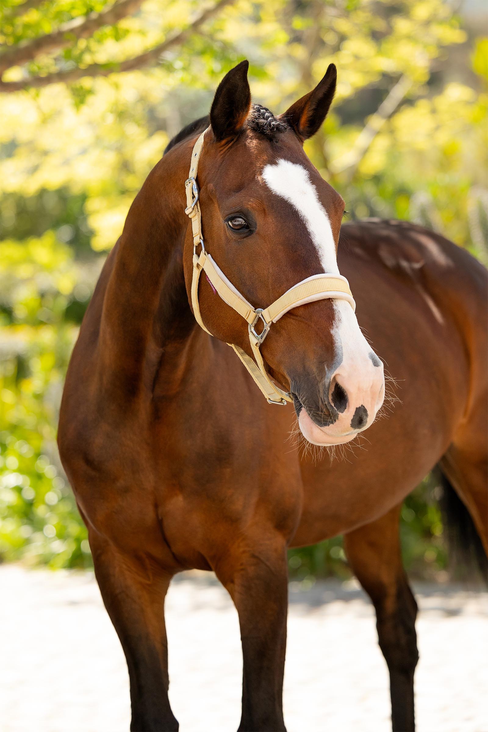 LeMieux Versailles grimma