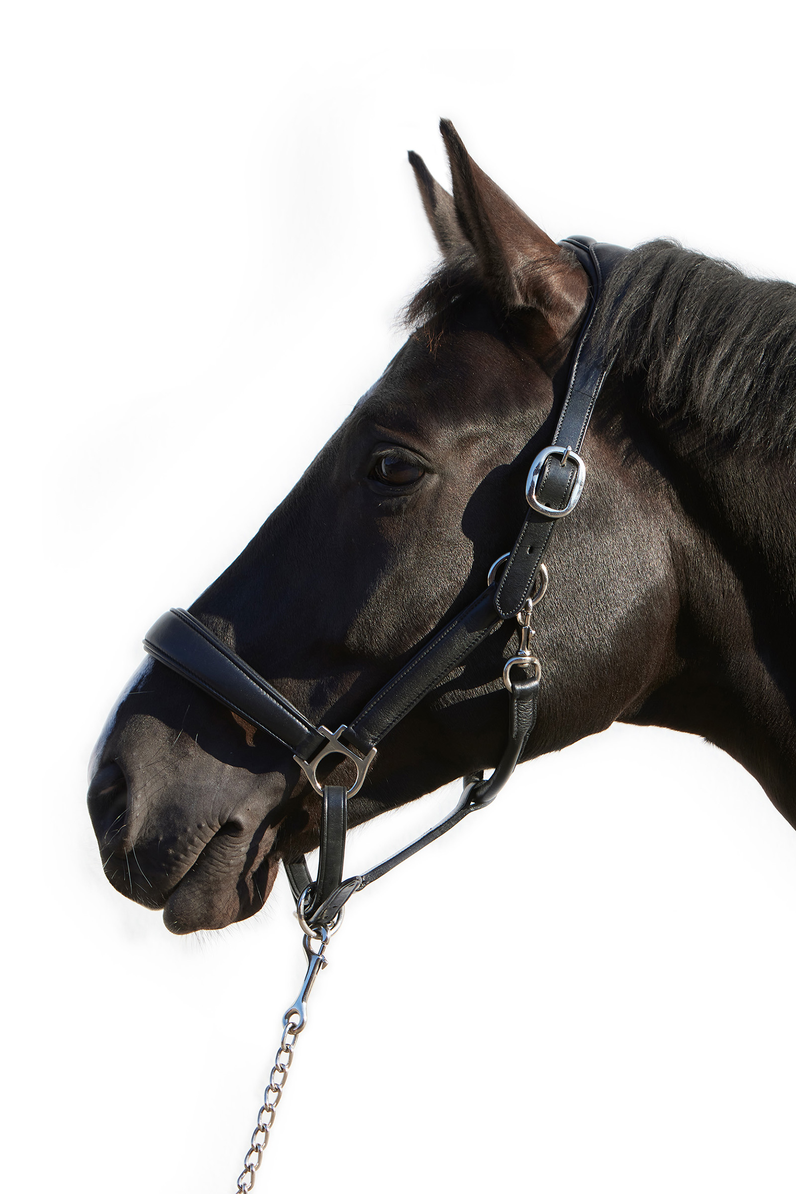 Kieffer Ultrasoft&reg; Deluxe Leather Headcollar