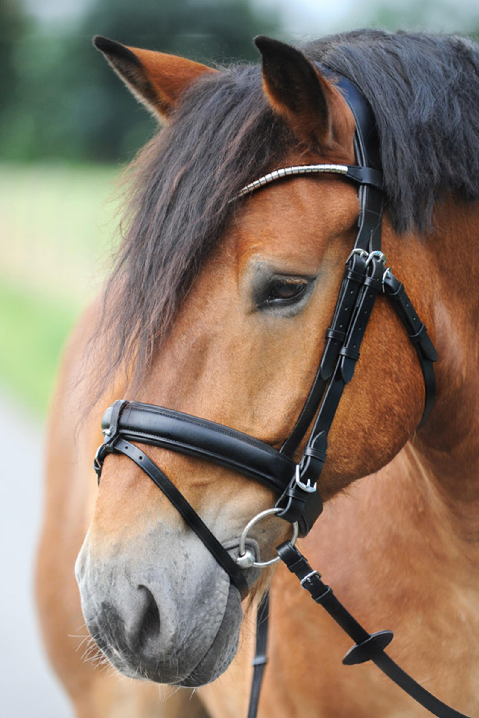 Kavalkade Clinchesse Bridle