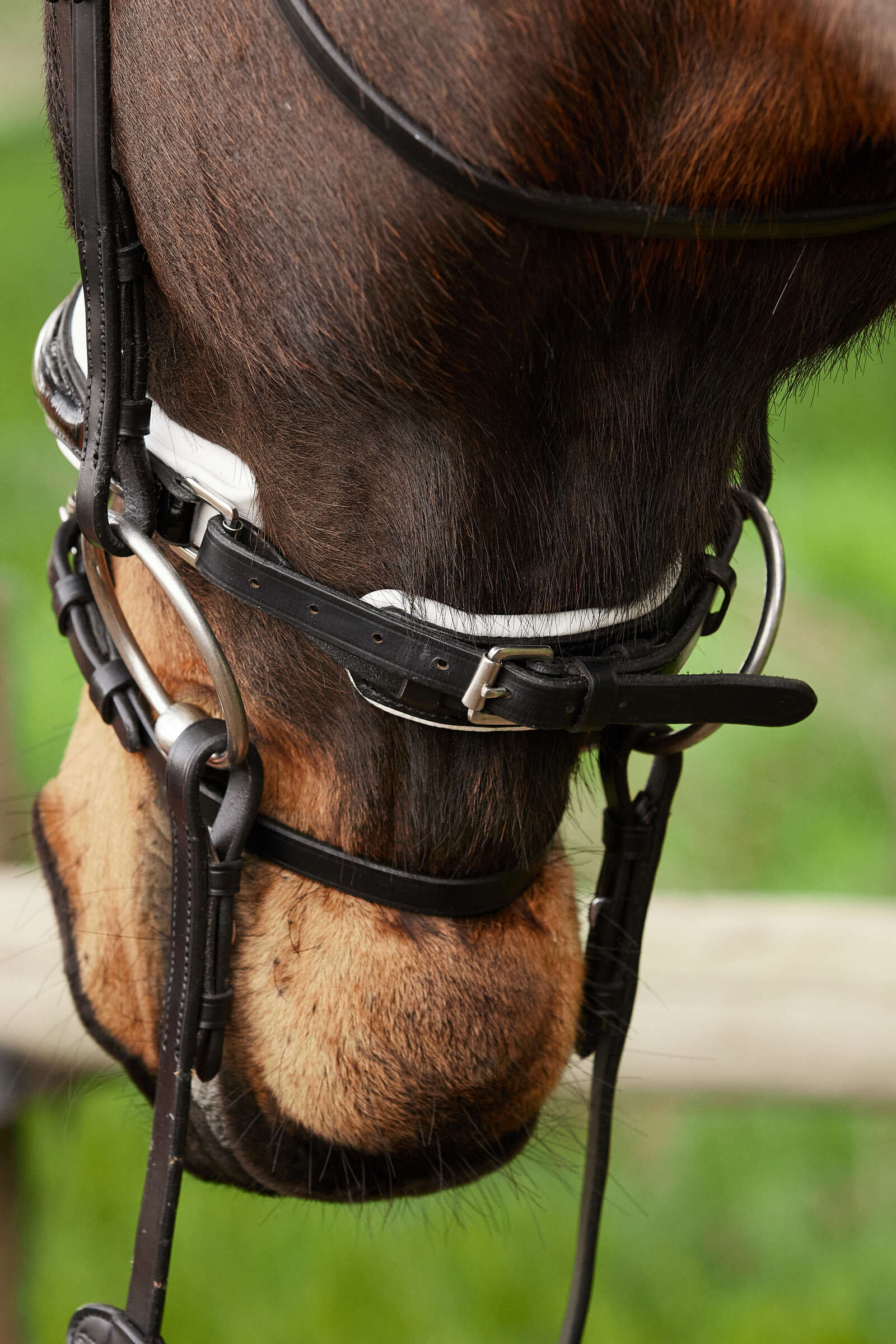 Kavalkade Charlotte dressyrträns med aachen-nosgrimma