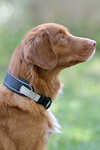 Weatherbeeta Explorer Dog Collar