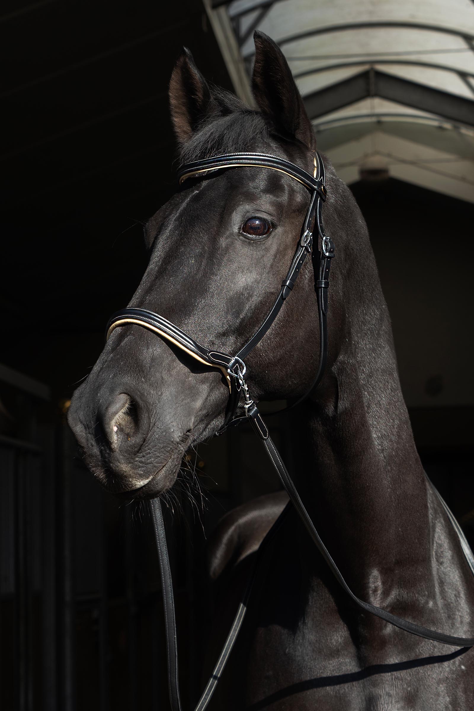 F.R.A. Freedom Riding Articles Sidepull Kiona med tyglar  