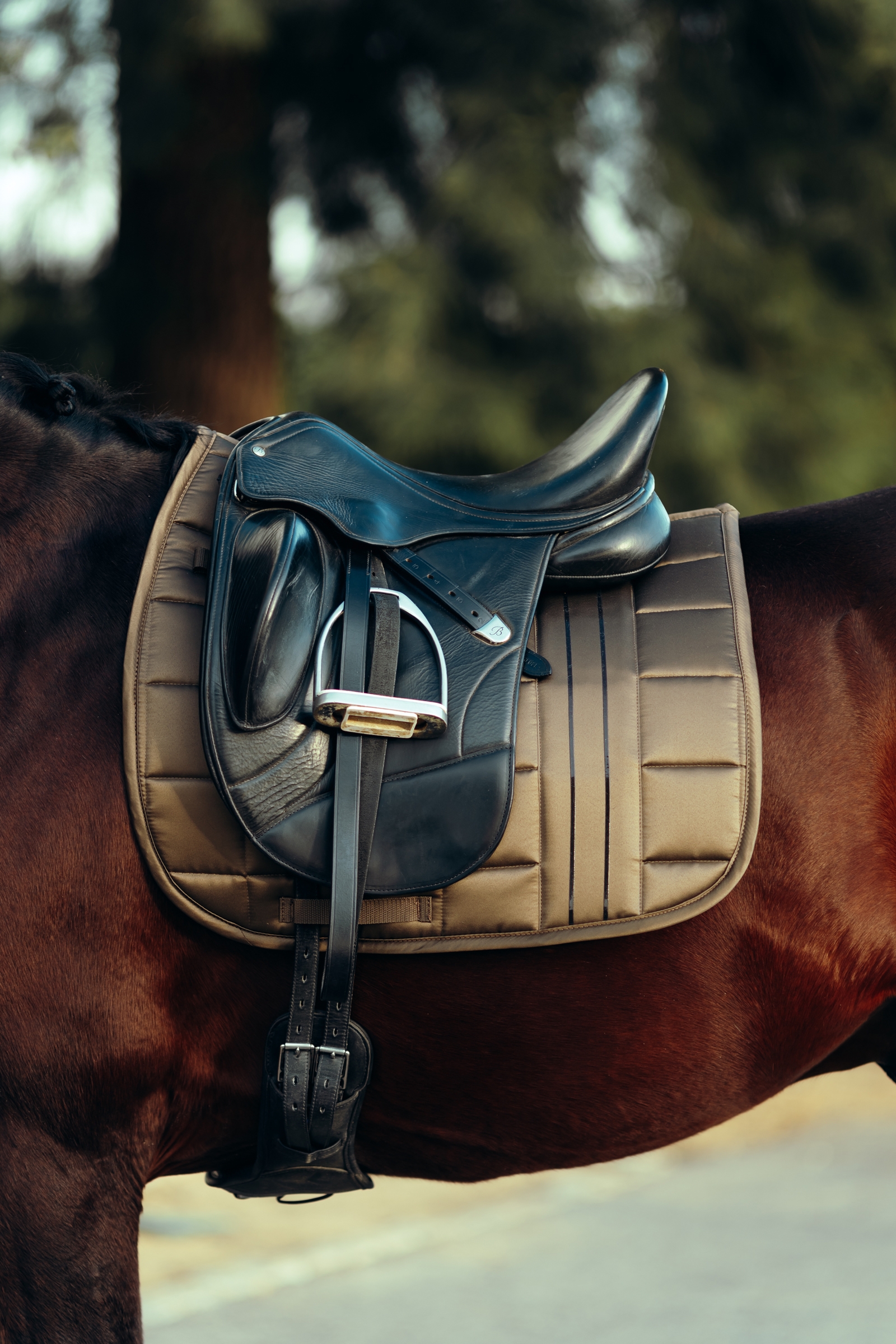 B Vertigo Drew dressyrschabrak