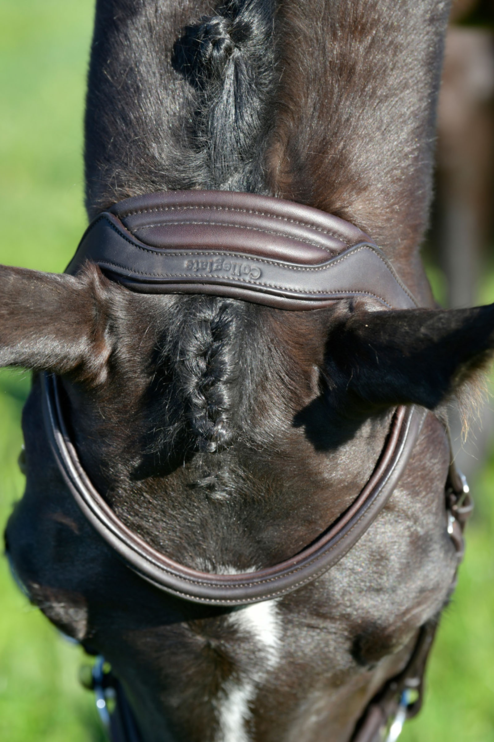 Collegiate Comfitec Opulux enkel vadderad träns med kombinerad hannoveransk nosgrimma