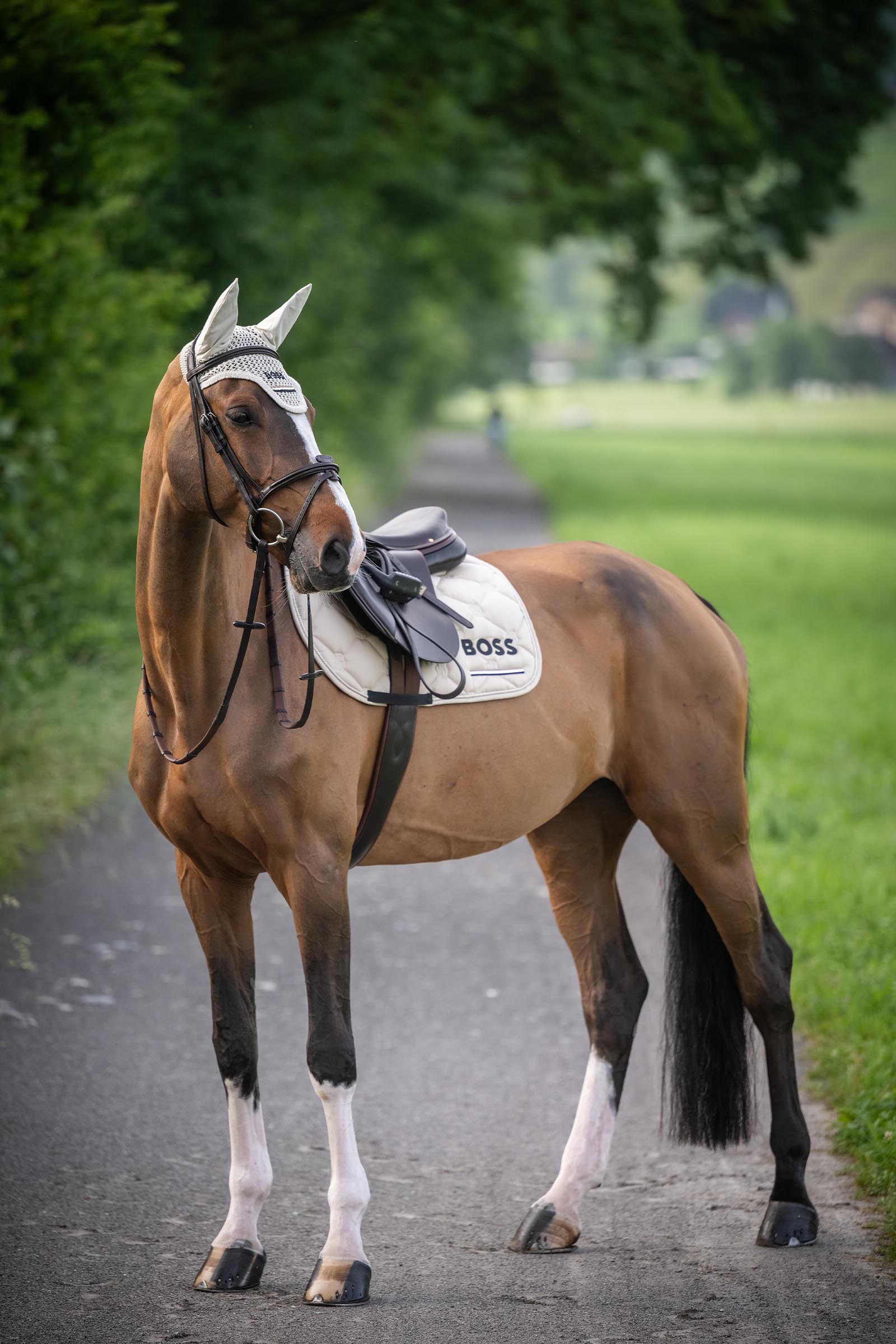 Boss Cheltenham hoppschabrak