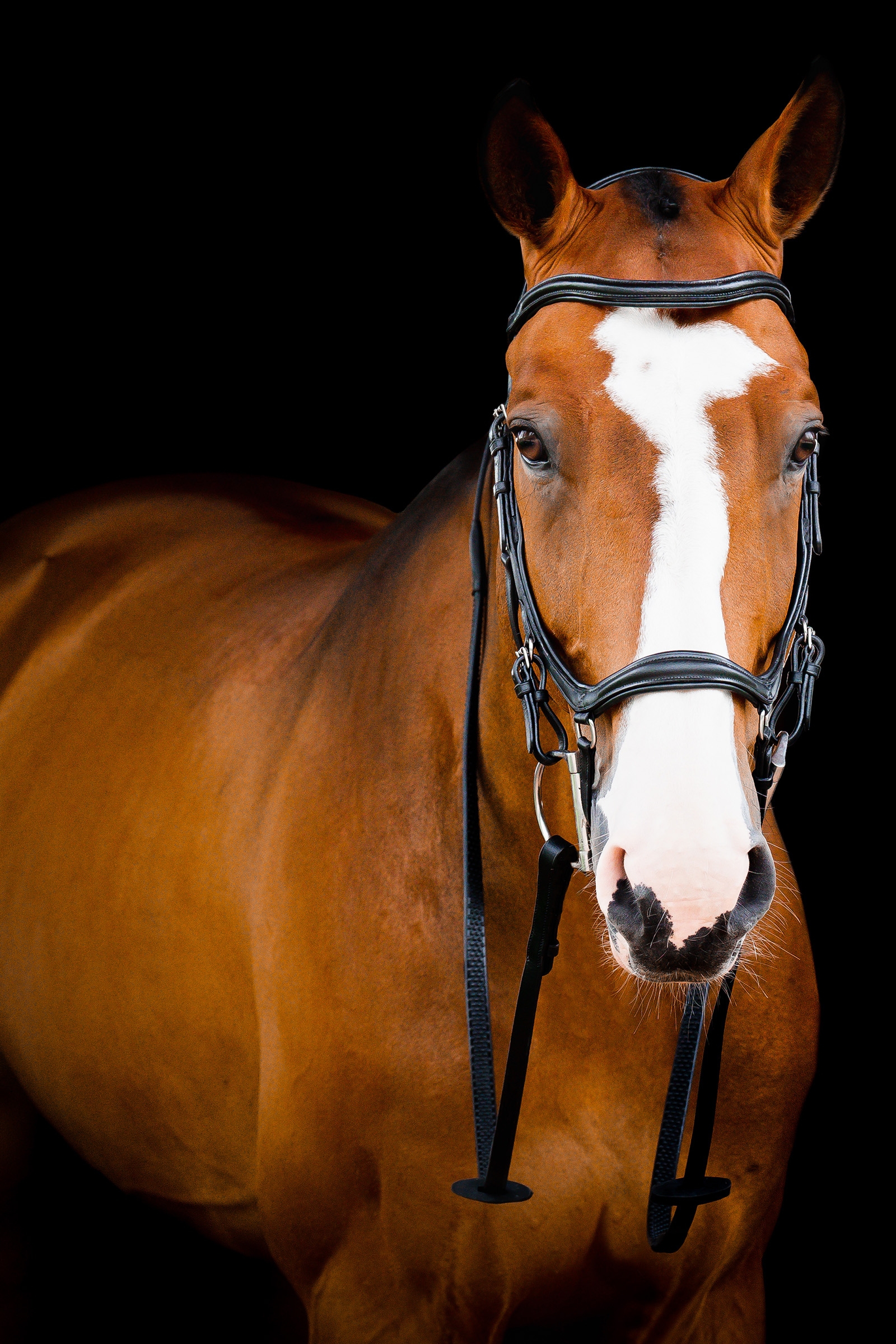 Horseware Micklem 2 Deluxe Competition Tr&auml;ns