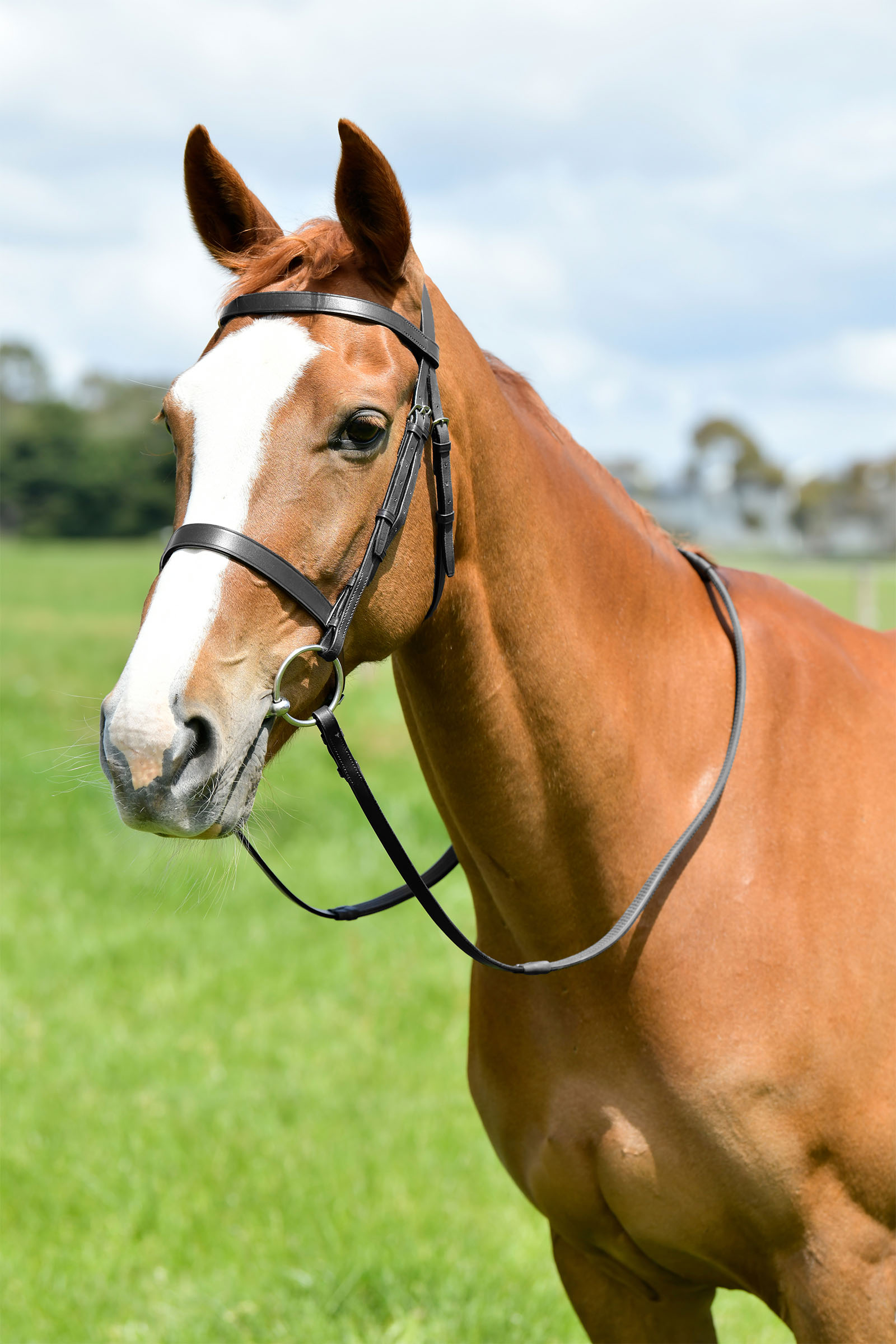 Black Kincade Classic platt jakttr&auml;ns med tyglar