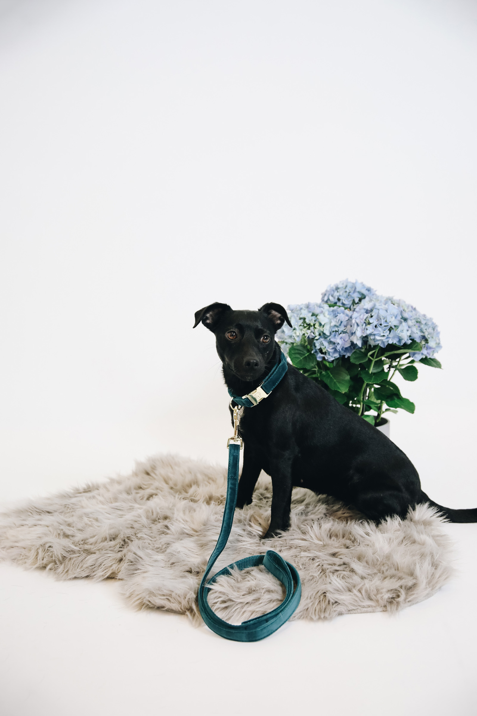 Kentucky Dogwear Dog Velvet hundkoppel