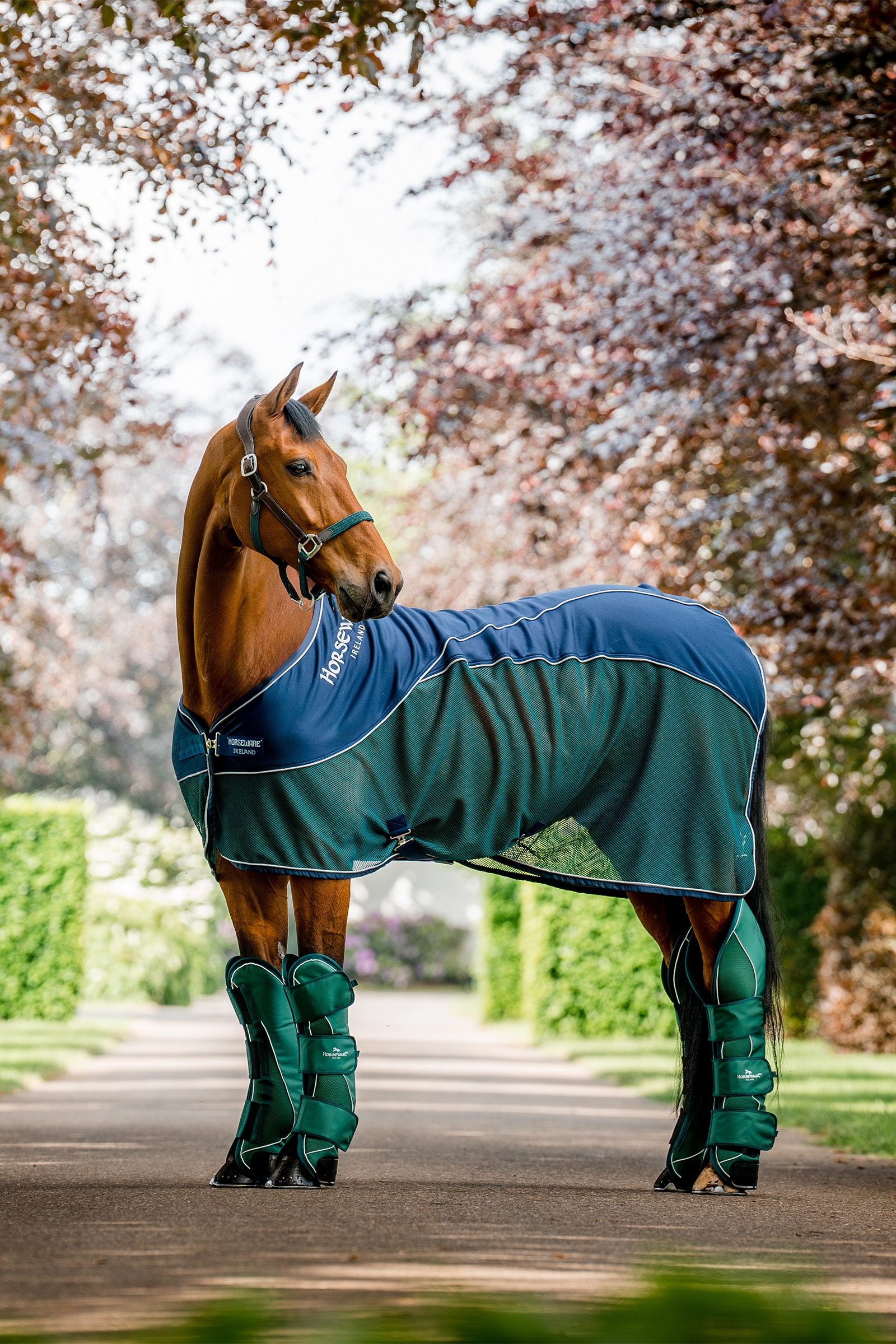 Horseware Signature Transport Benlindor