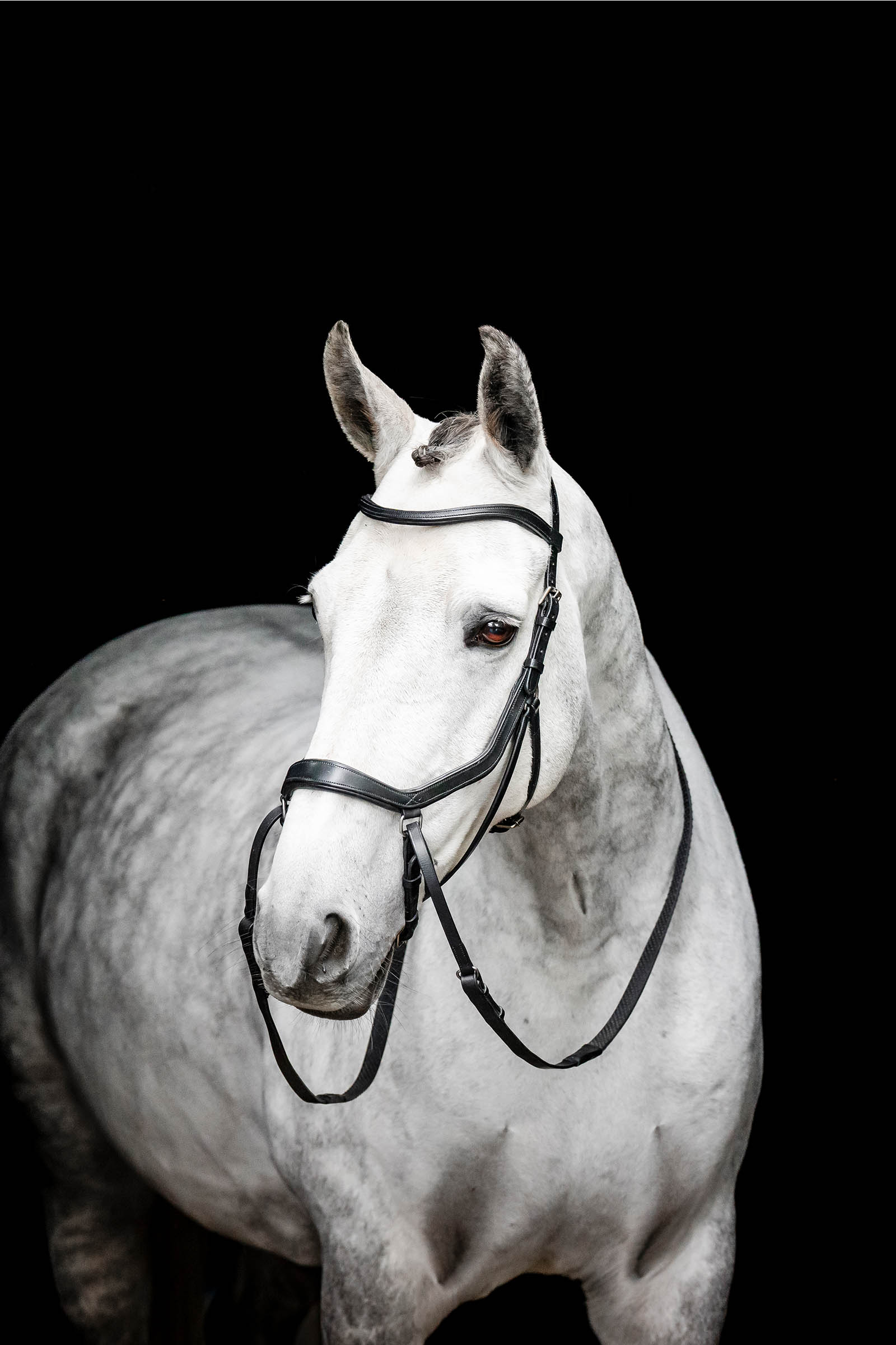 Black Horseware Micklem bettl&ouml;st tr&auml;ns