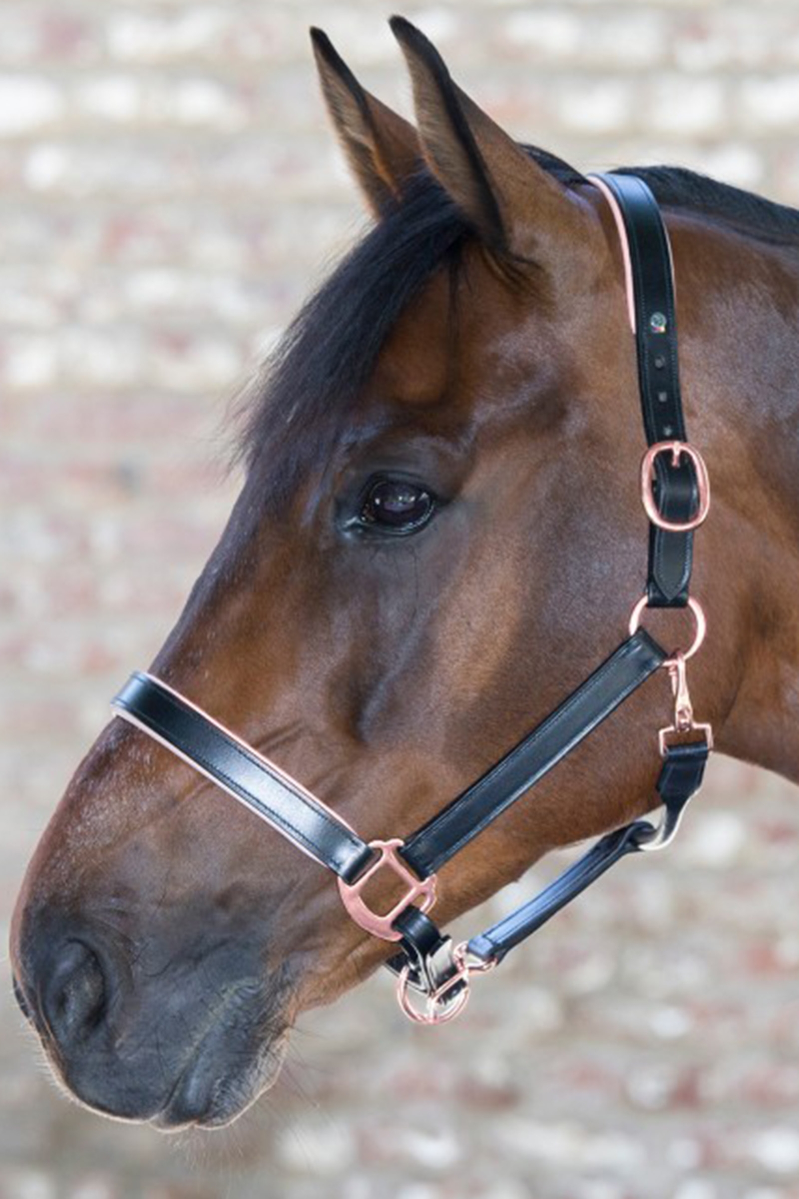 Waldhausen X-Line Leather Halter Rosé