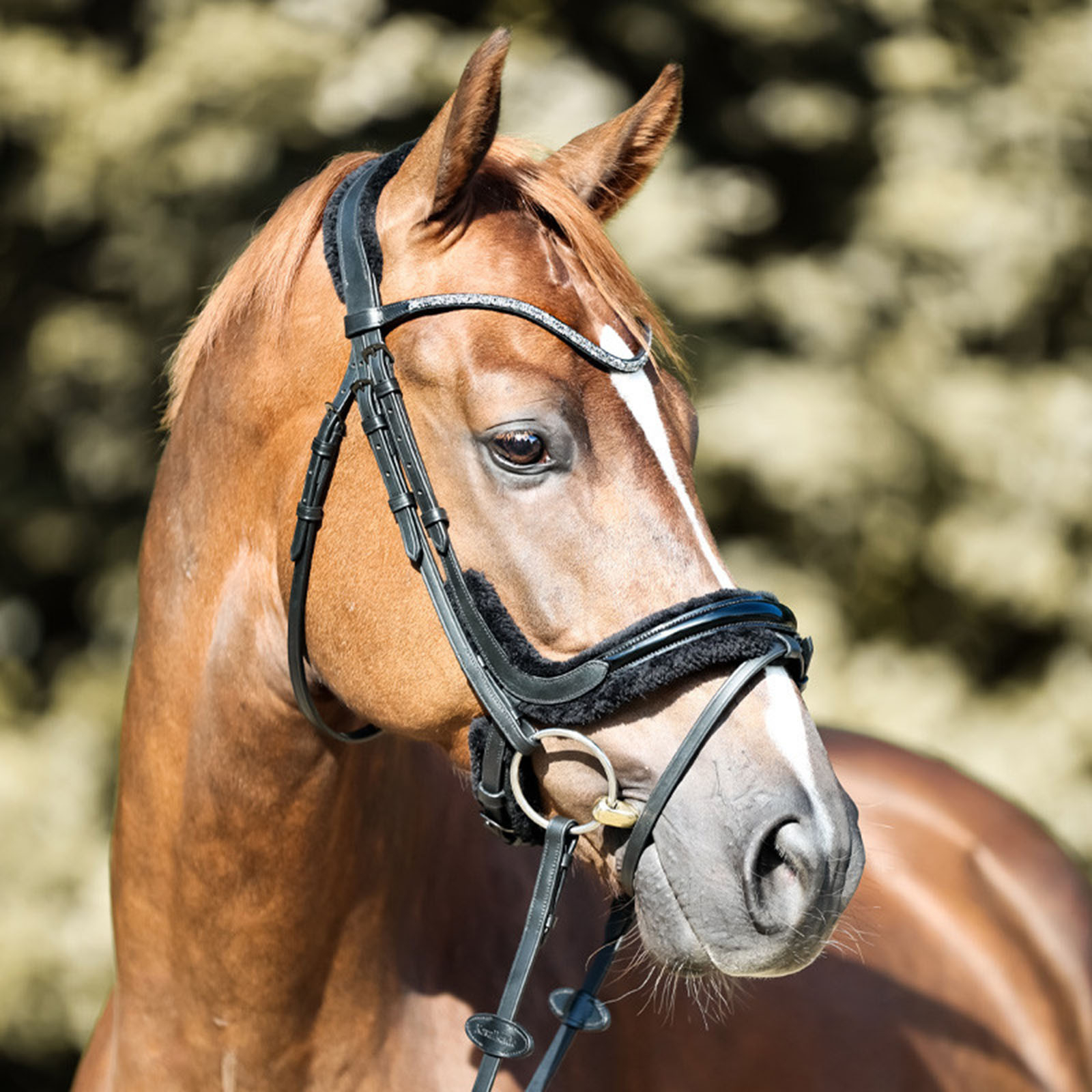 Kavalkade Ivella KavalSH4 tr&auml;ns