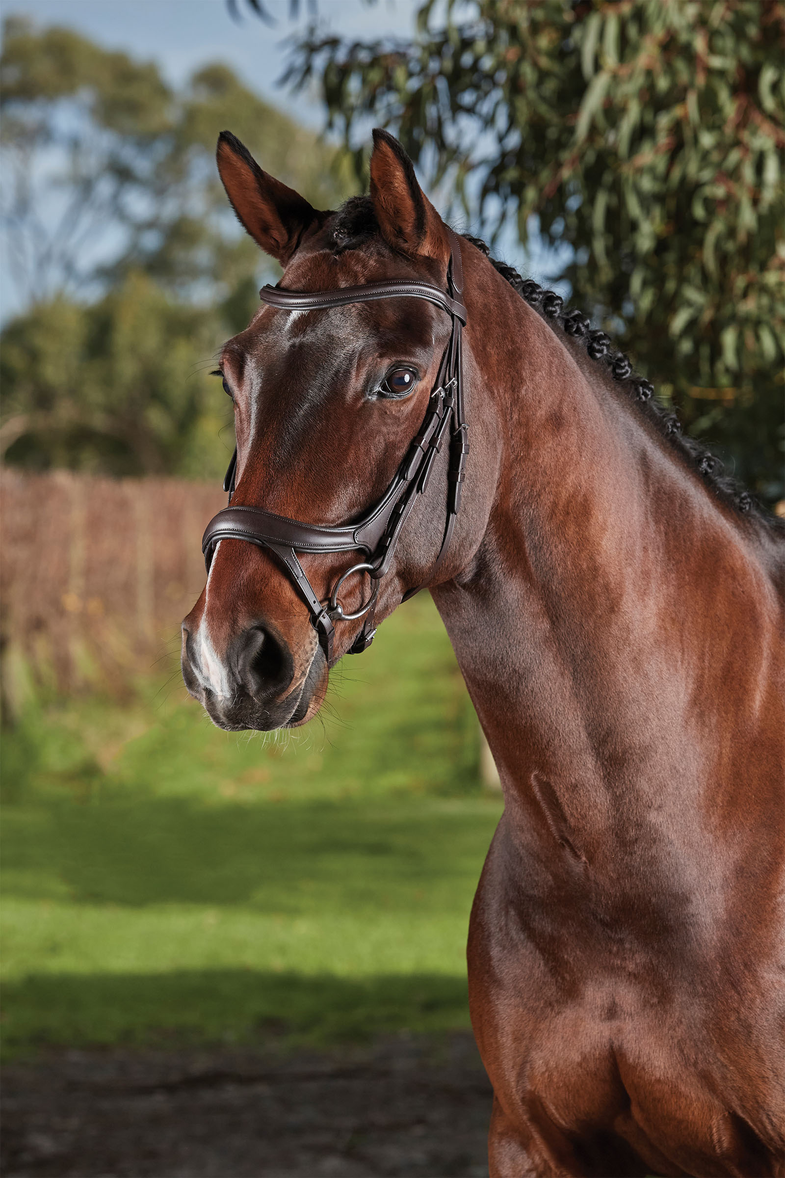 Collegiate Comfitec Vogue anatomiskt tr&auml;ns