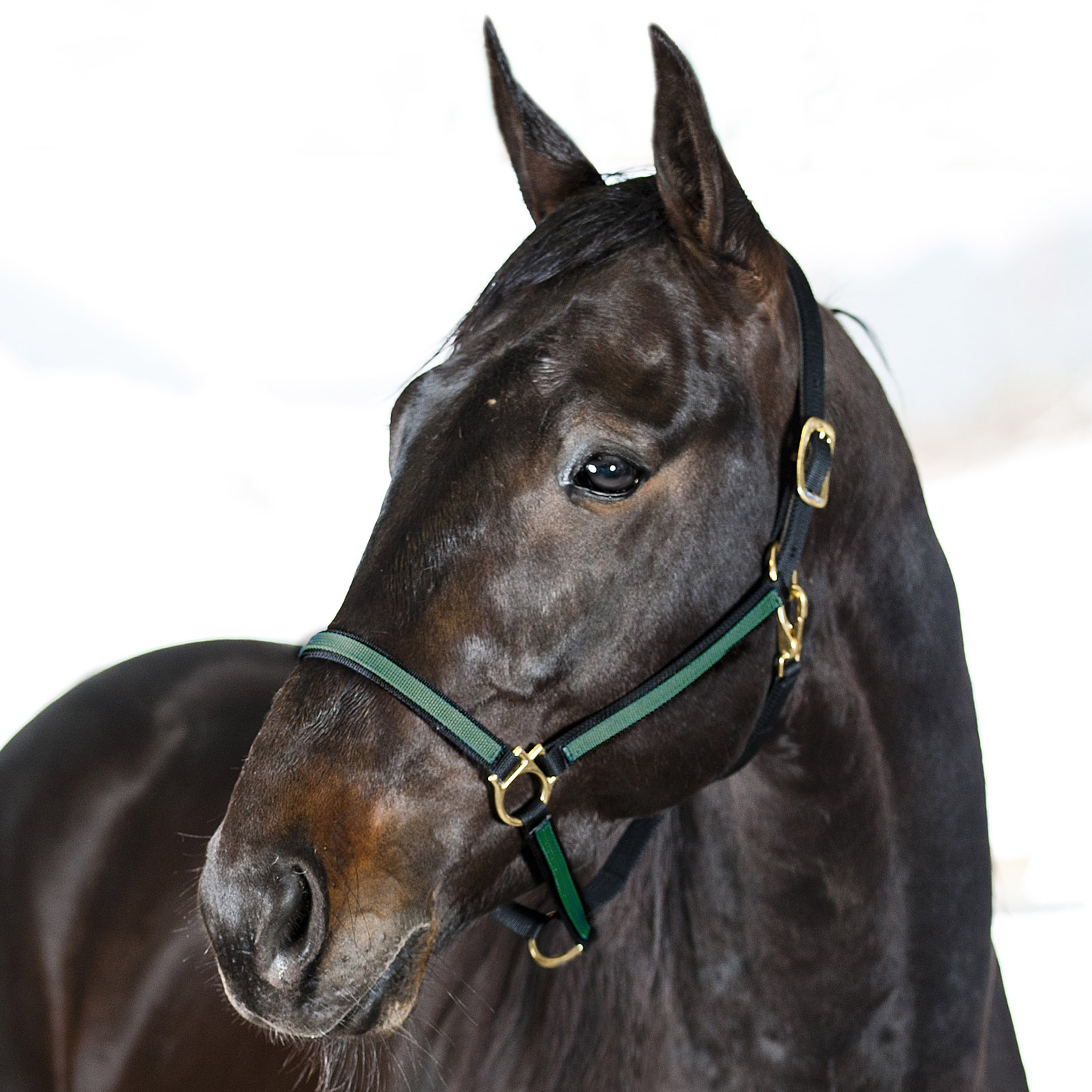 Black/Dark Green Finntack Pro Yankee nylongrimma