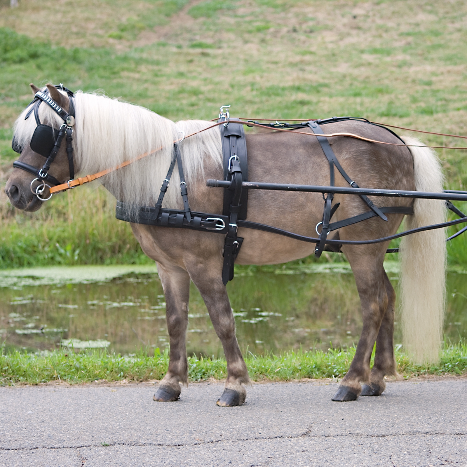 Waldhausen Economic Single Harness Pony och Shetty