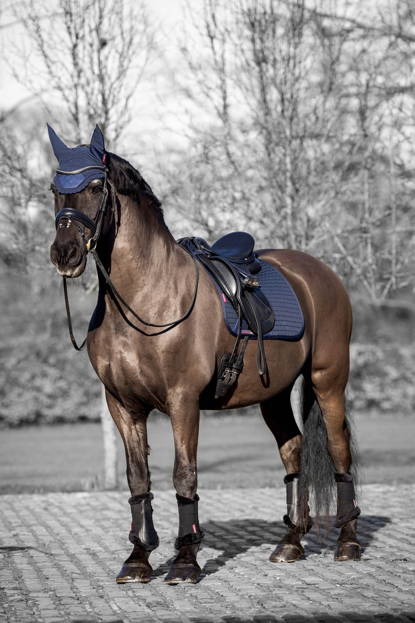 LeMieux Square Dressurschabrak i bomull