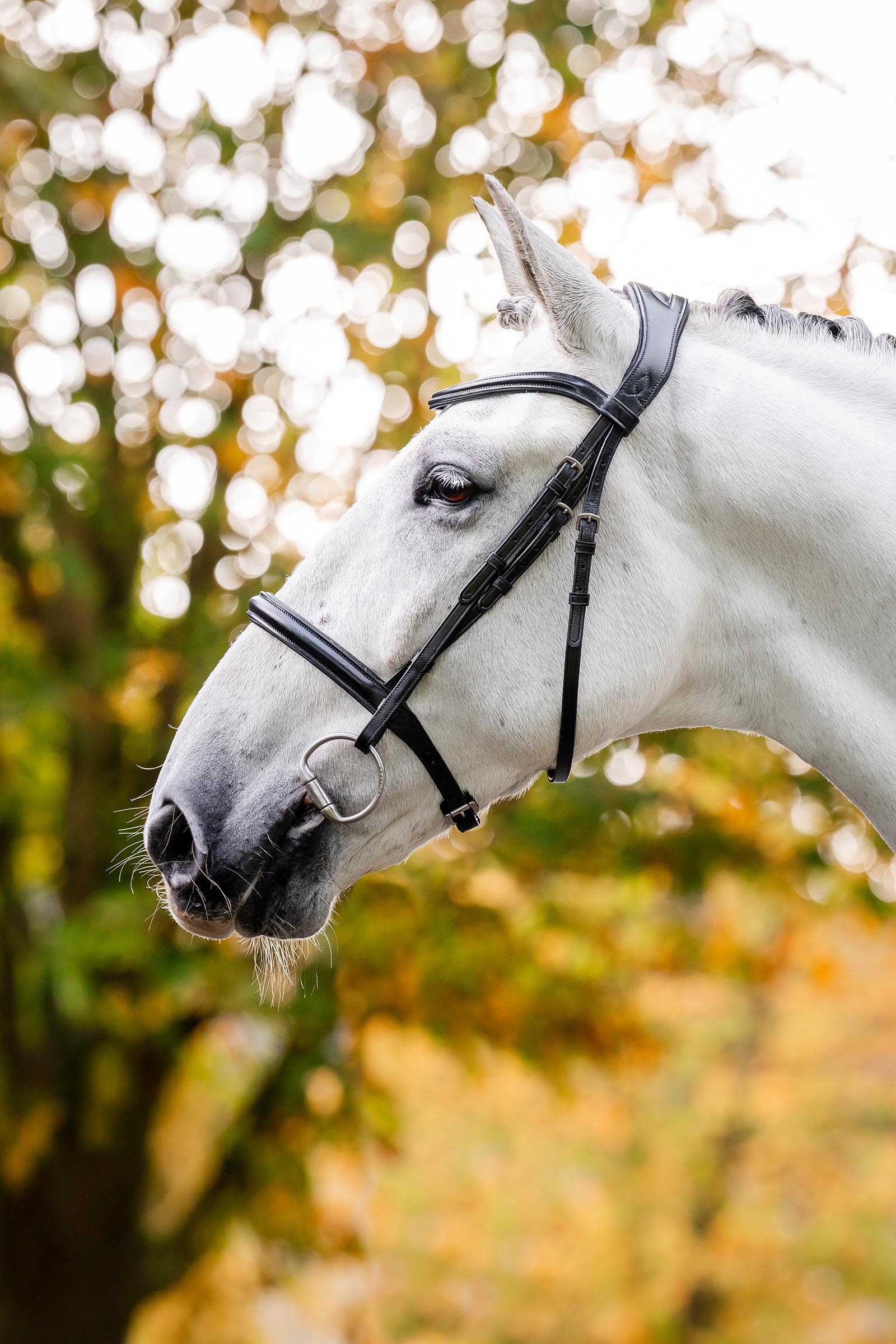 Horseware cavessontr&auml;ns