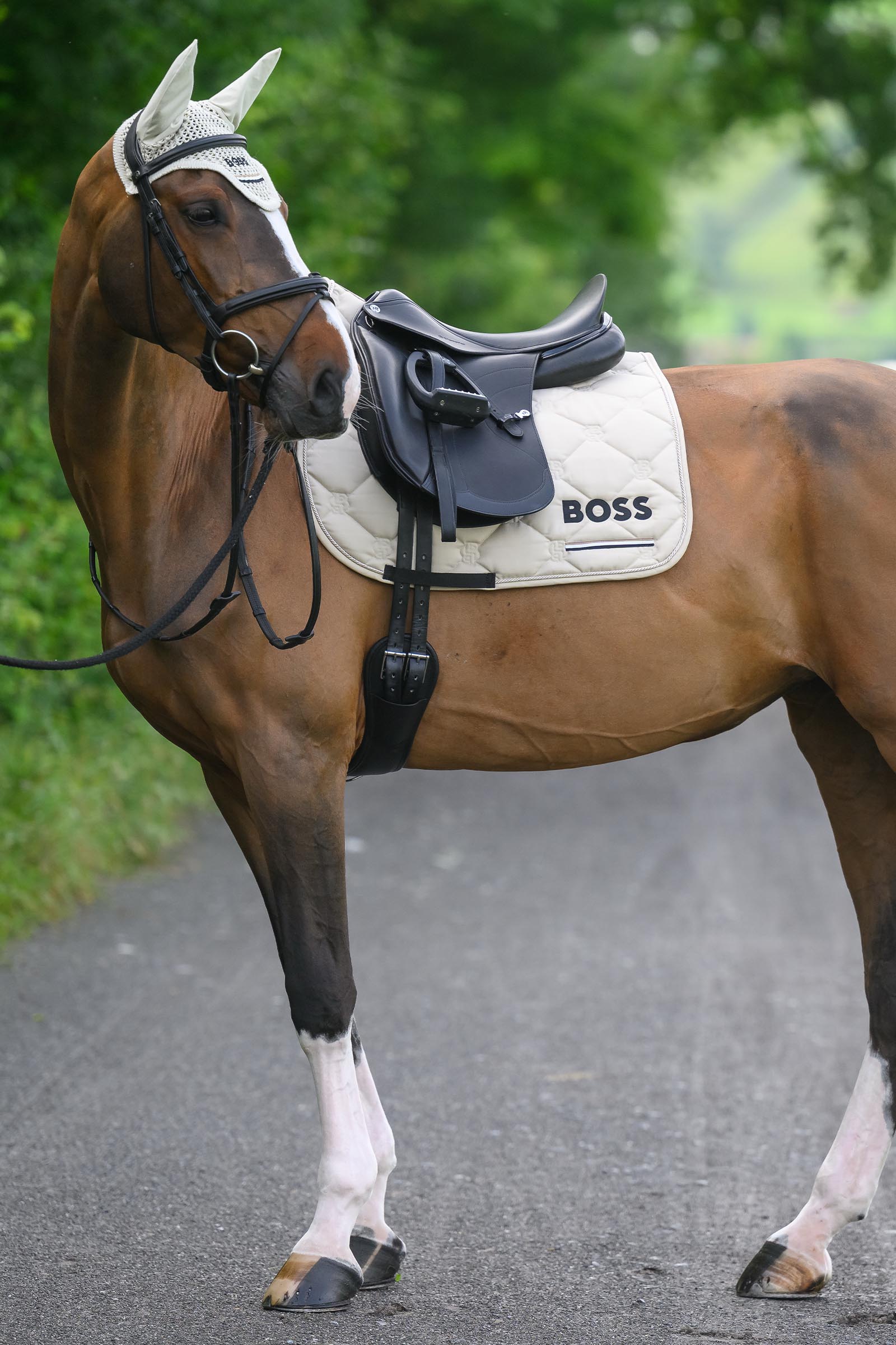 Boss Cambridge dressyrschabrak