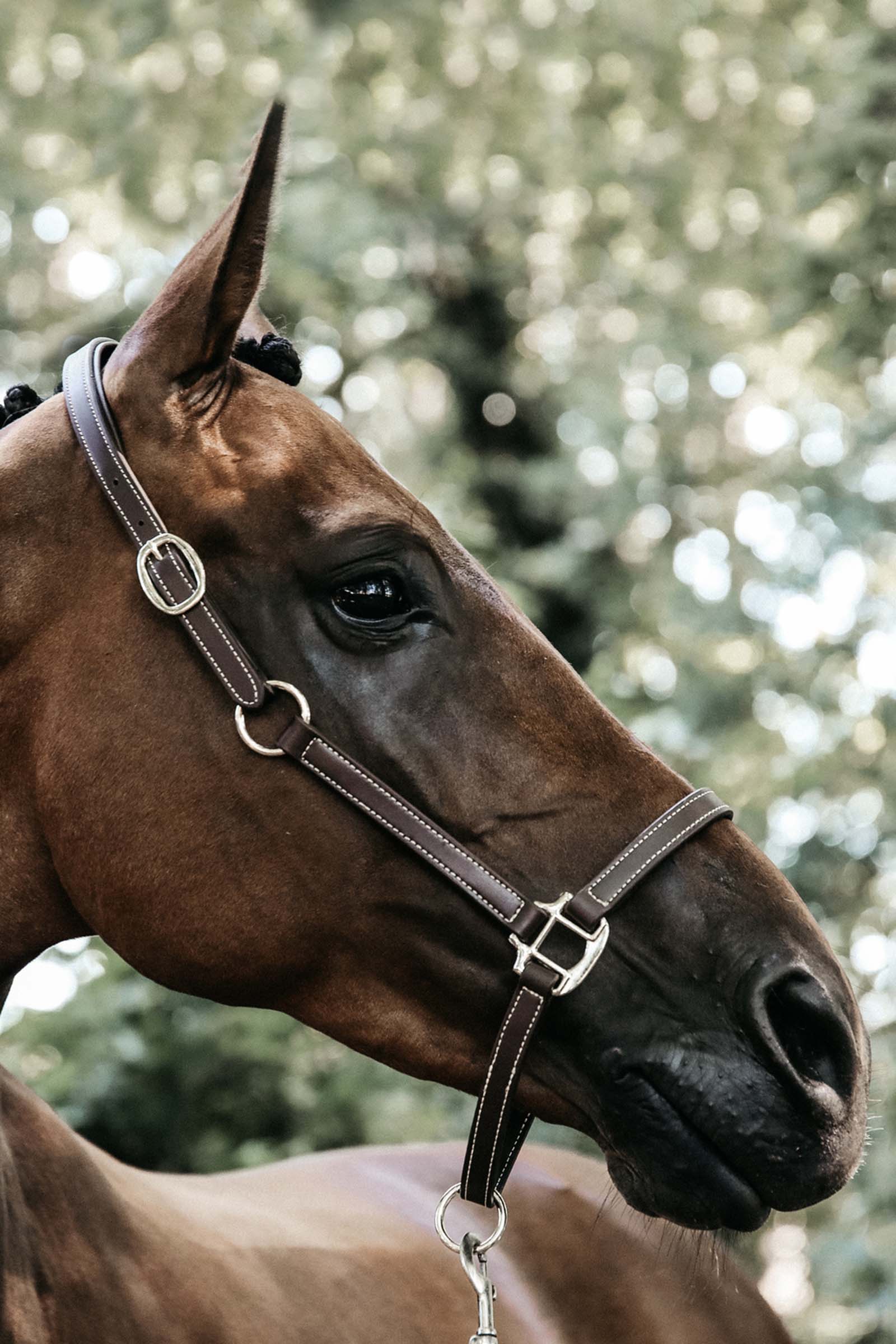 Kentucky Horsewear flexibel lädergrimma nackstycket