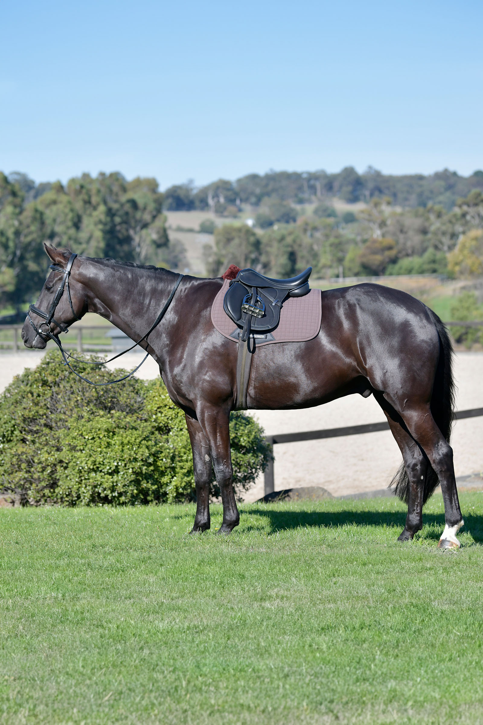 Weatherbeeta Prime Comfy Fleece allroundschabrak