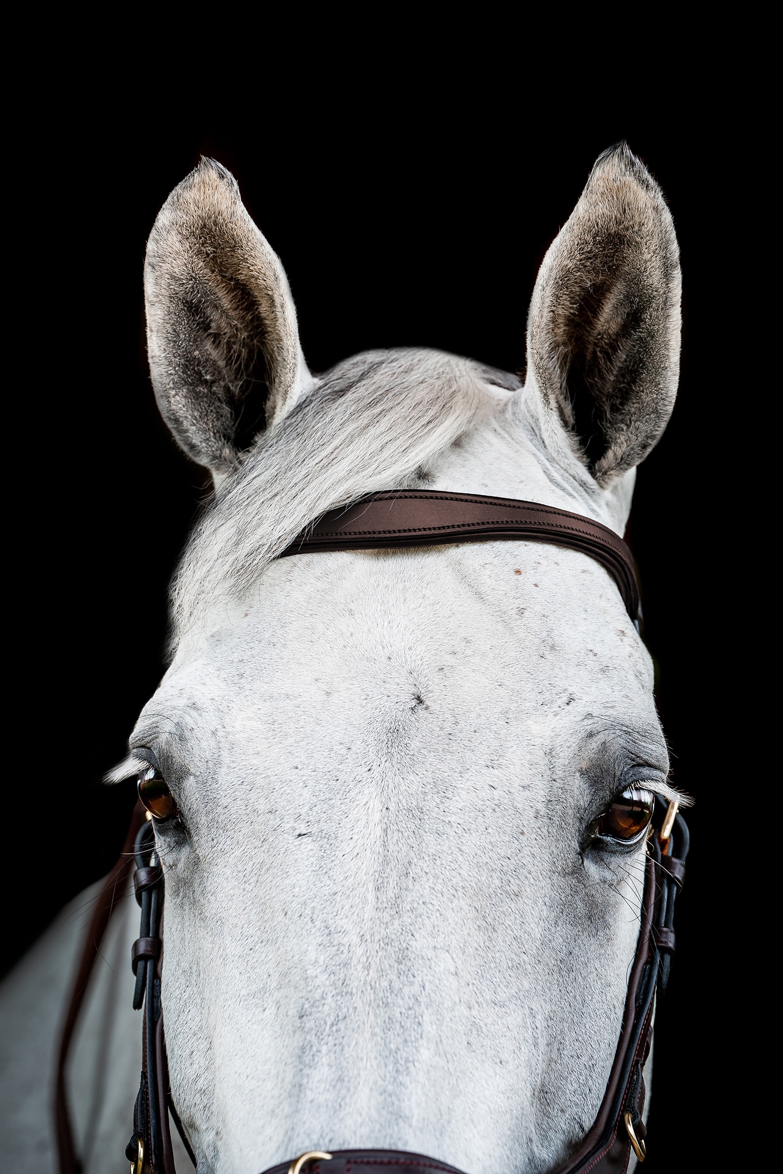 Horseware Micklem 2 Multi Träns