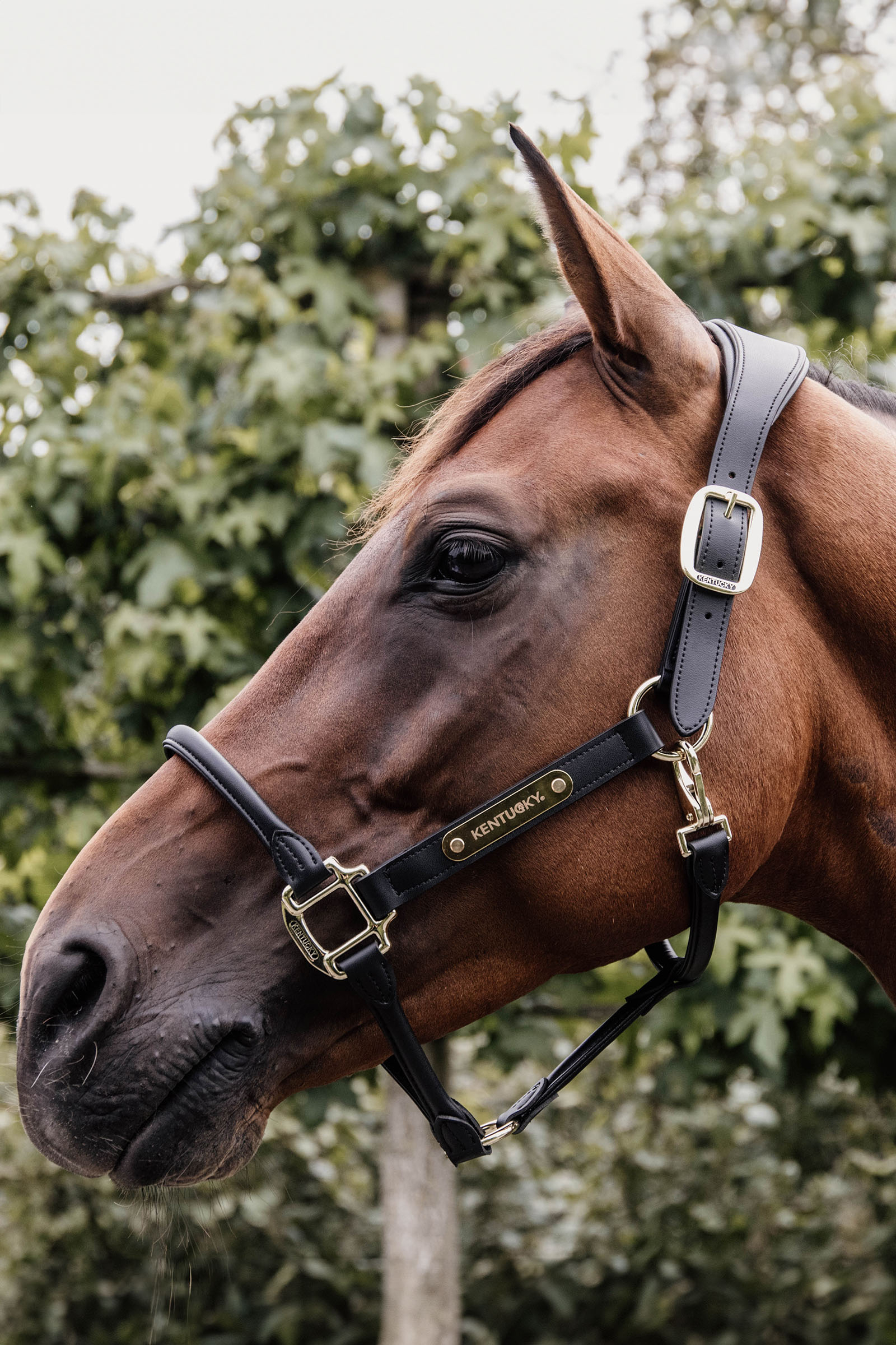 Kentucky Horsewear anatomisk lädergrimma