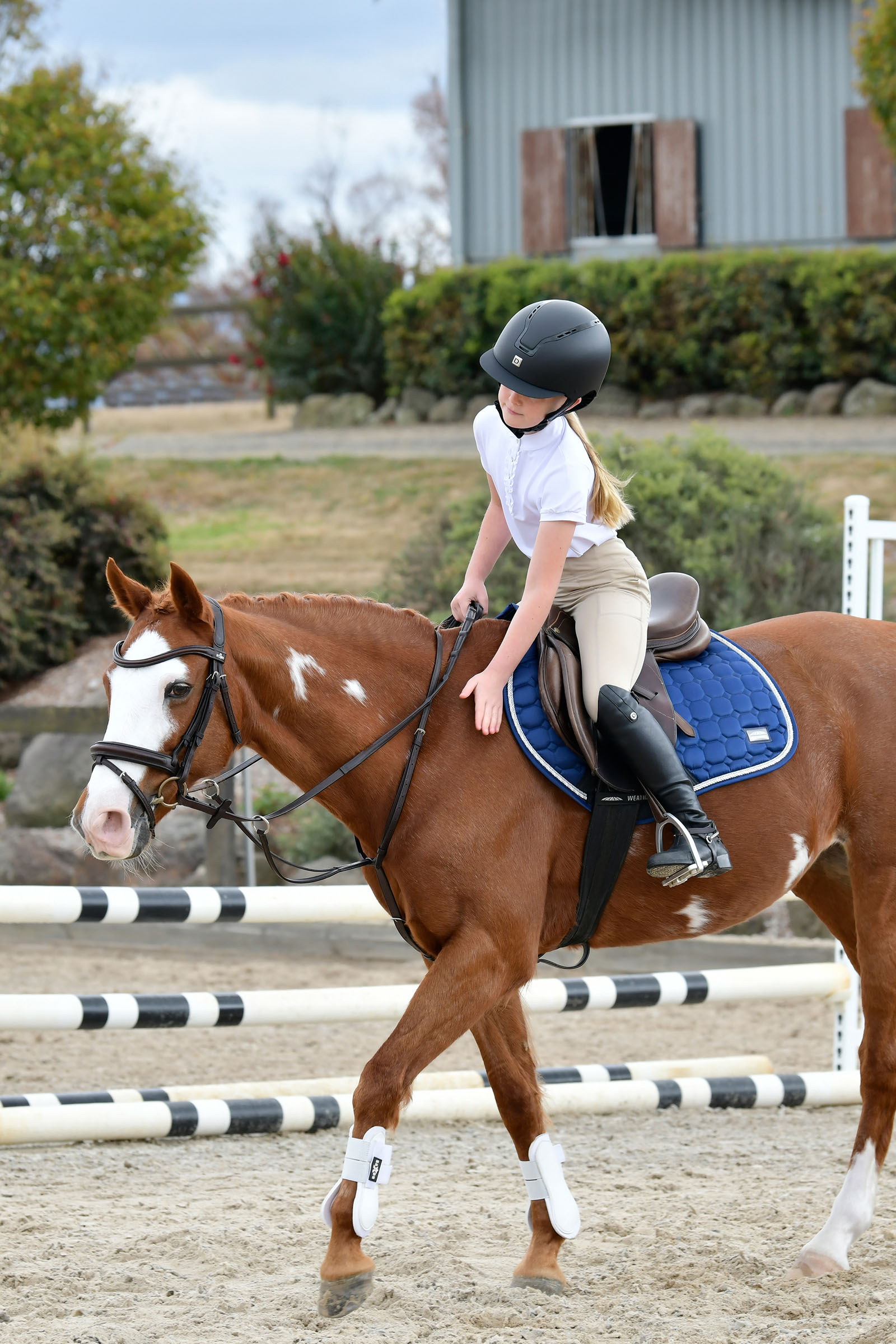 Collegiate Comfitec Opulux enkel vadderad träns med kombinerad hannoveransk nosgrimma