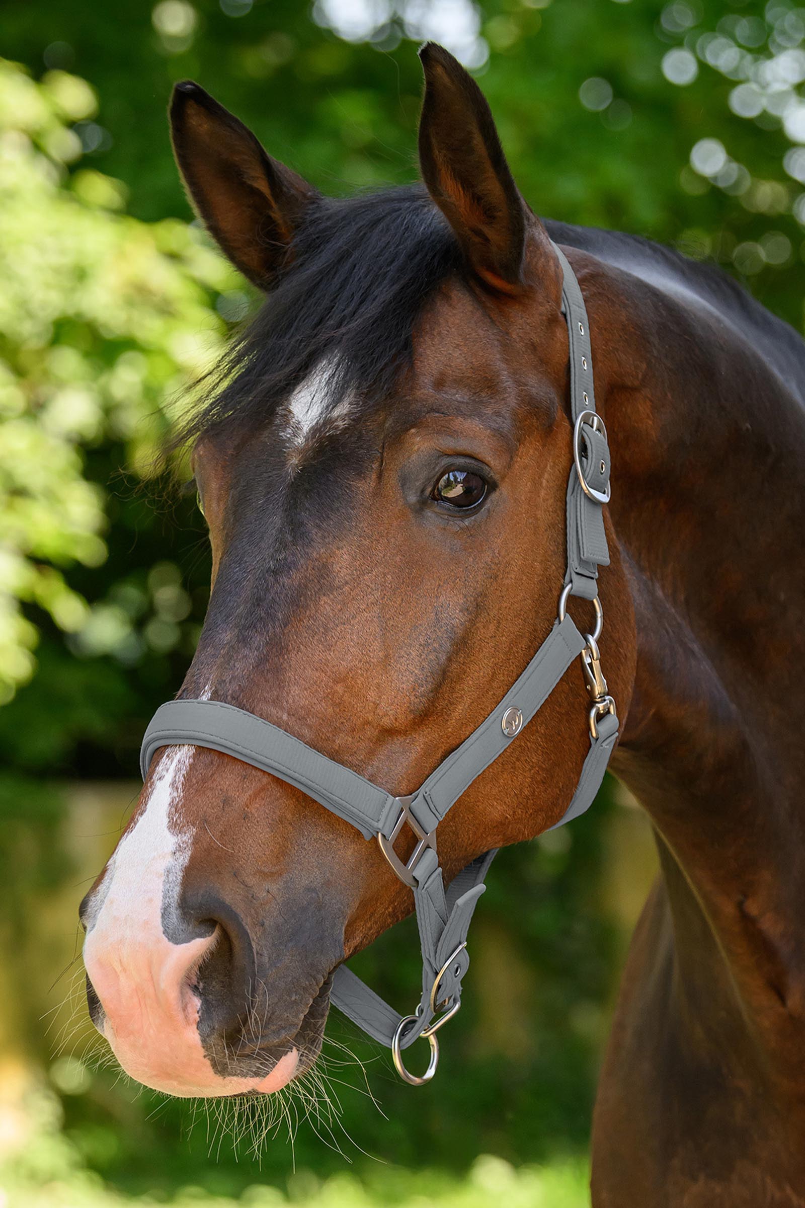 Waldhausen Trinidad grimma