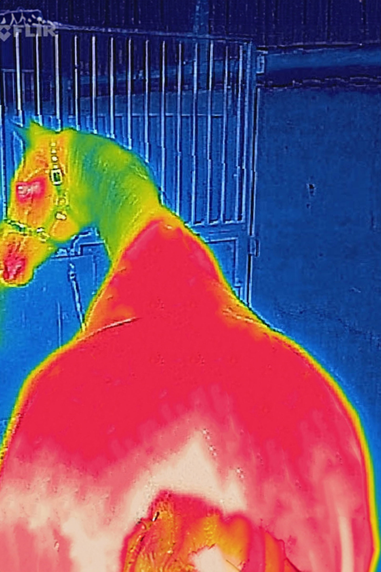 Bucas Therapy utetäcke, 150g