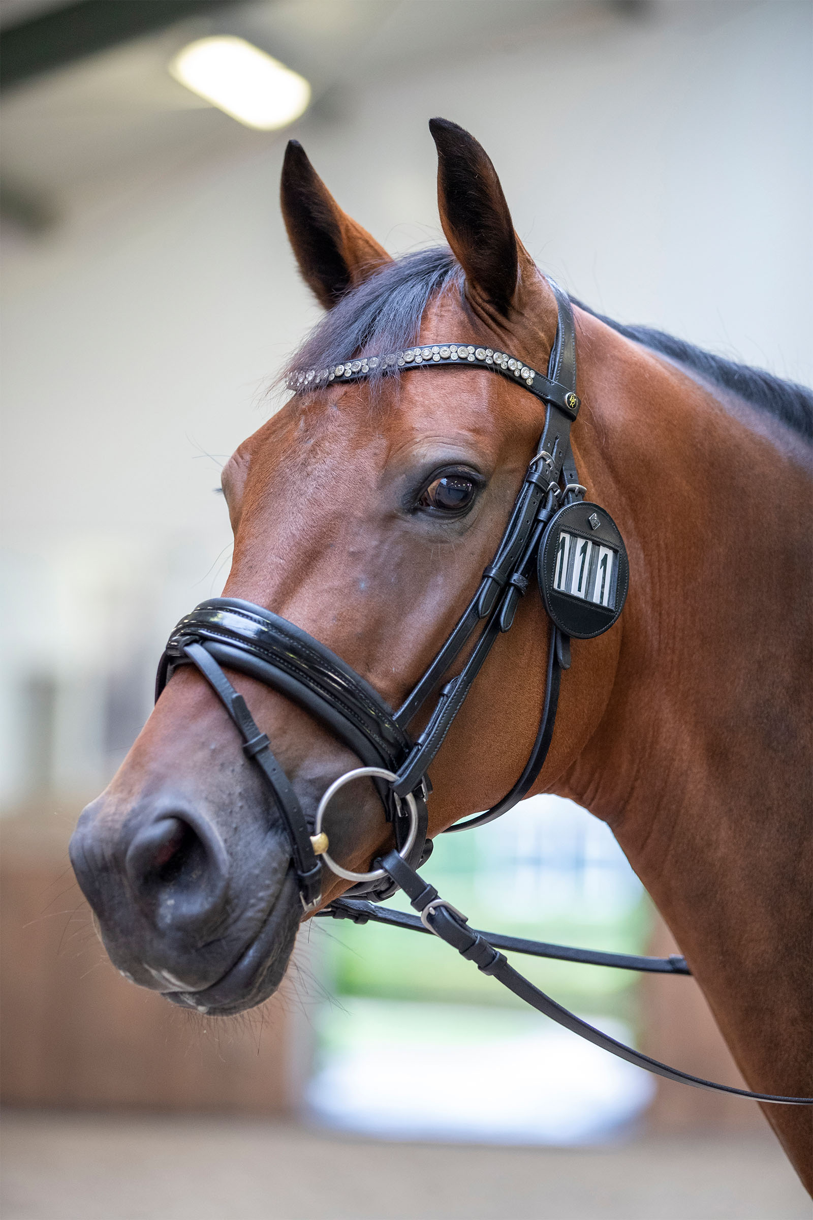 LeMieux Tränsnummerhållare (1 styck)