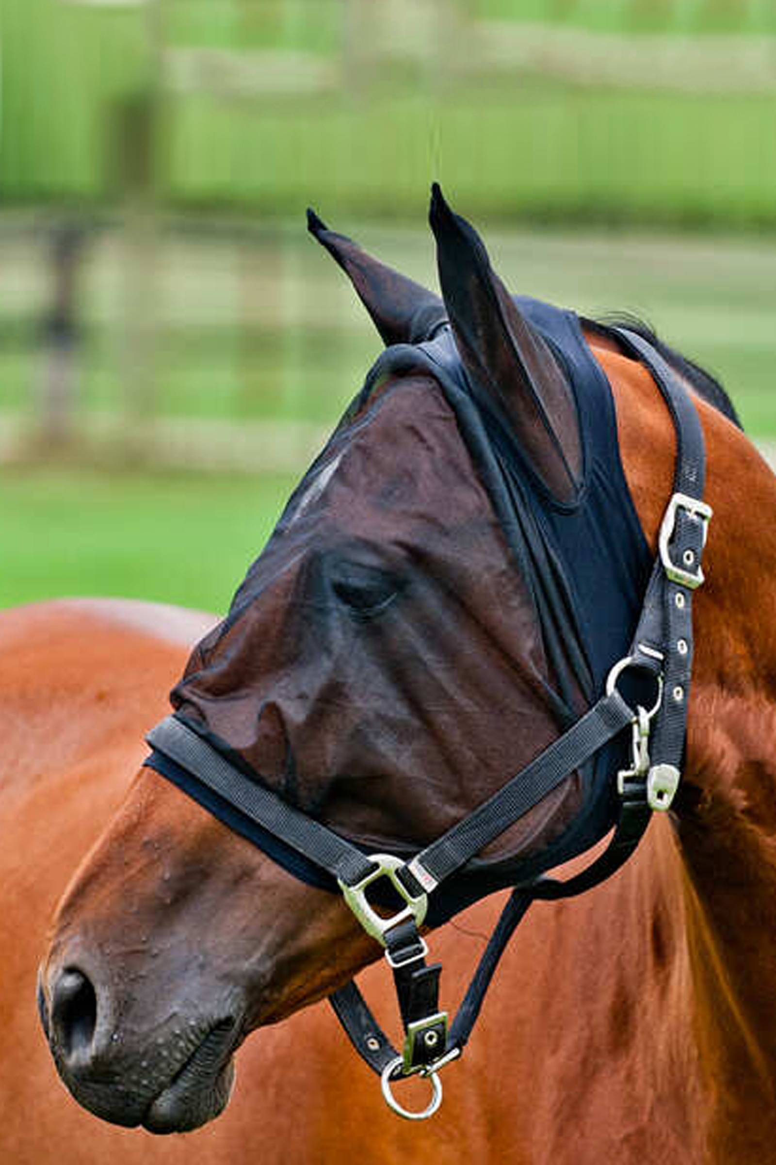 Horze flughuva i mesh