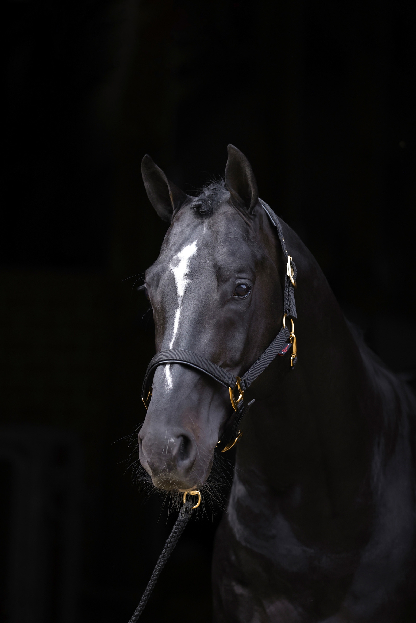 Covalliero TopLine Grimma