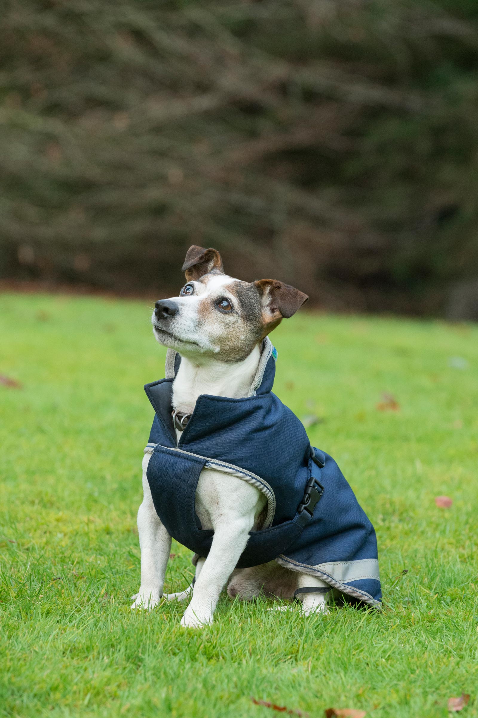 Bucas Freedom hundtäcke, 300g (30-45 cm)