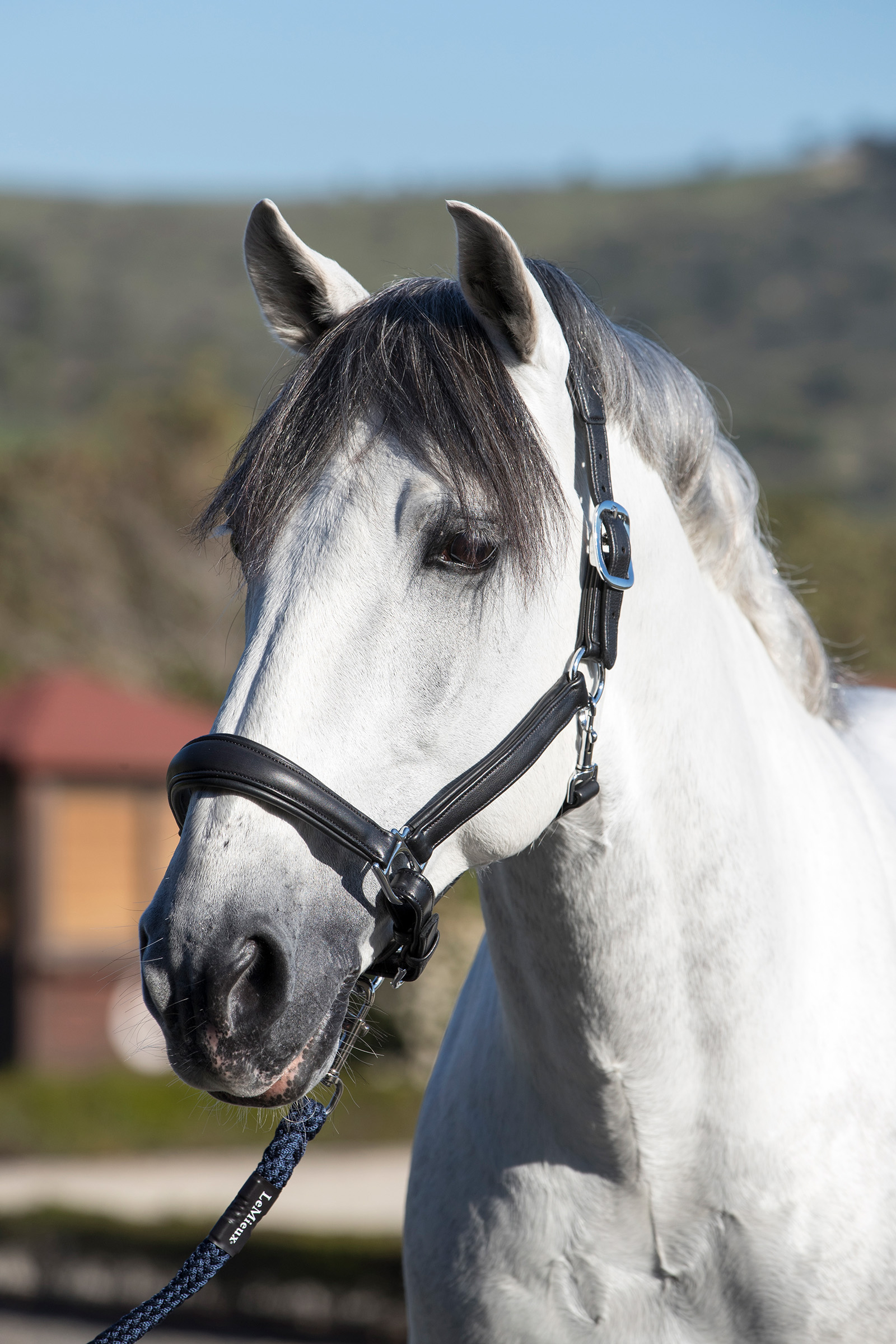 LeMieux Anatomiskt lädergrimma