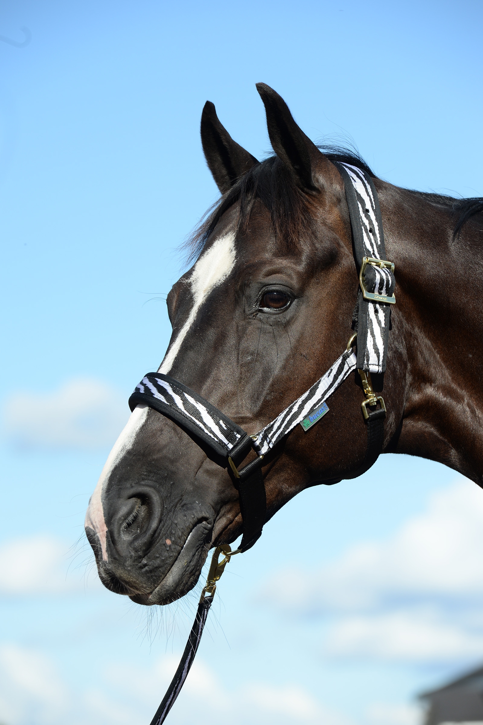 Bucas Comfort grimma