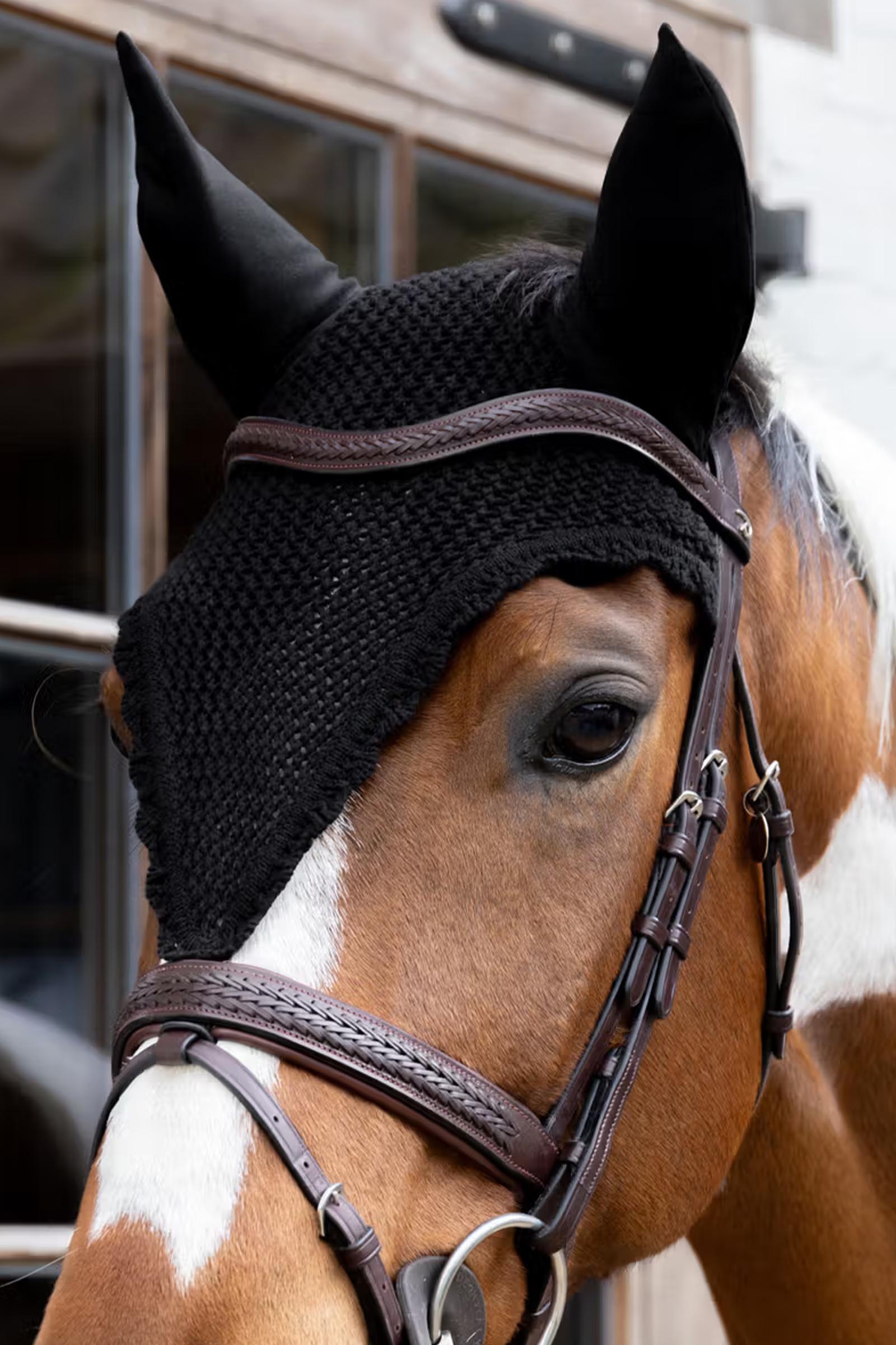 Kentucky l&aring;ng flughuva  