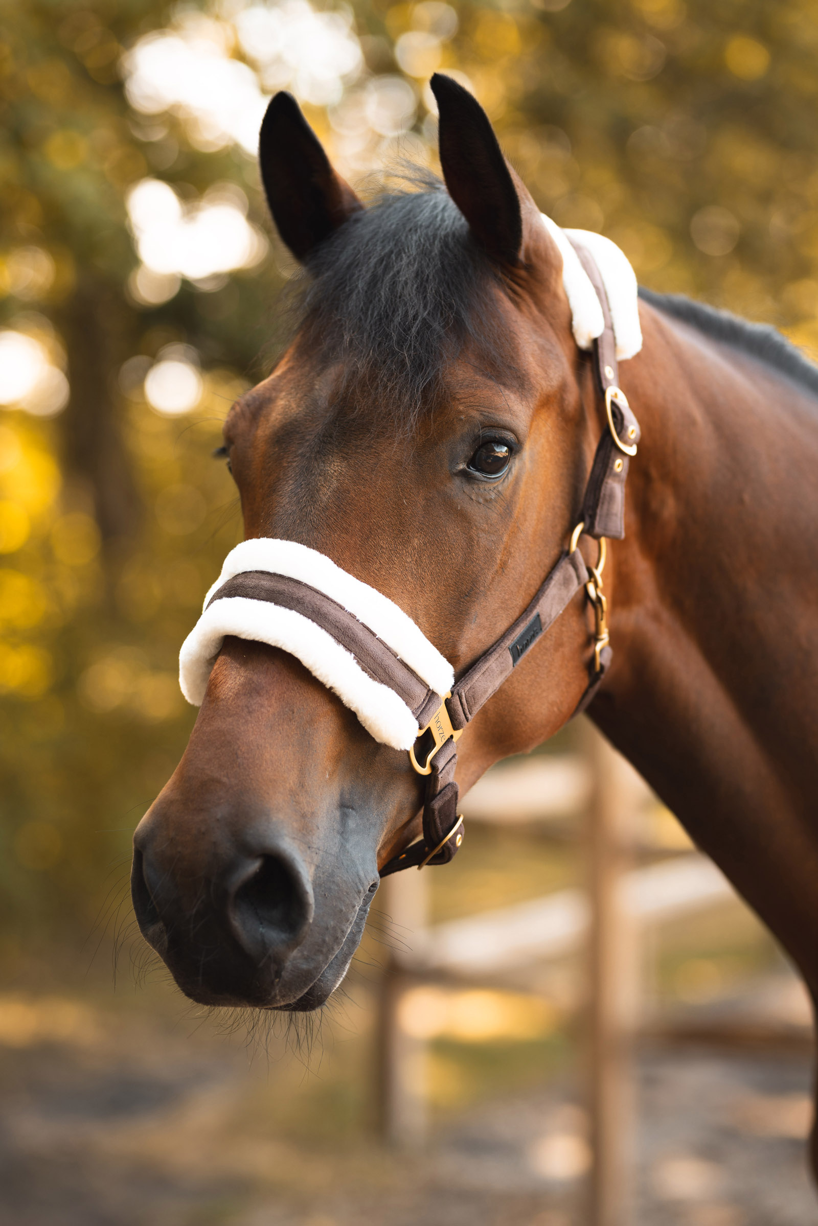 Horze St. Moritz grimma