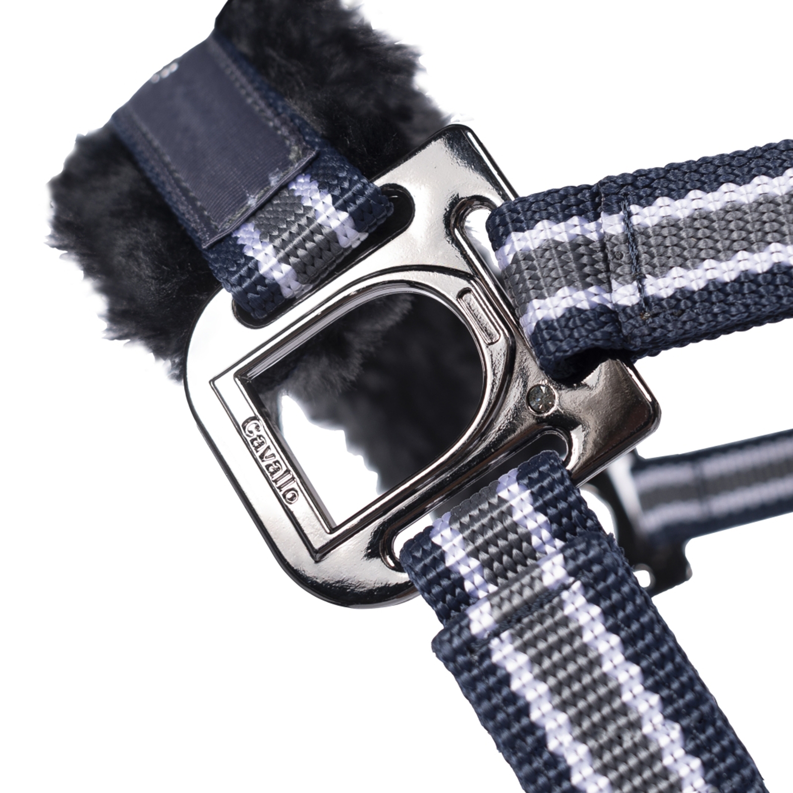 Cavallo CavalHelia grimma