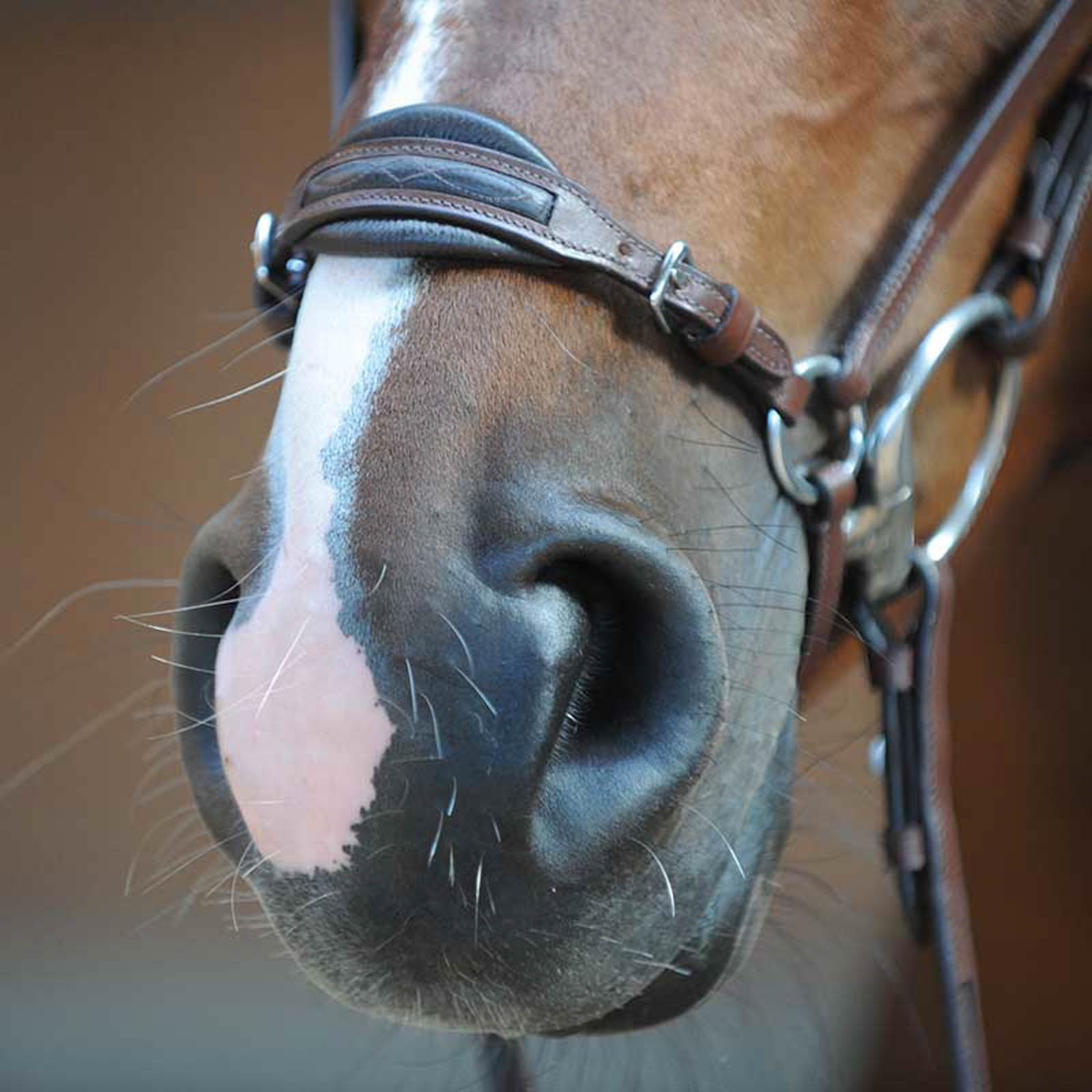 Kavalkade Levana Träns