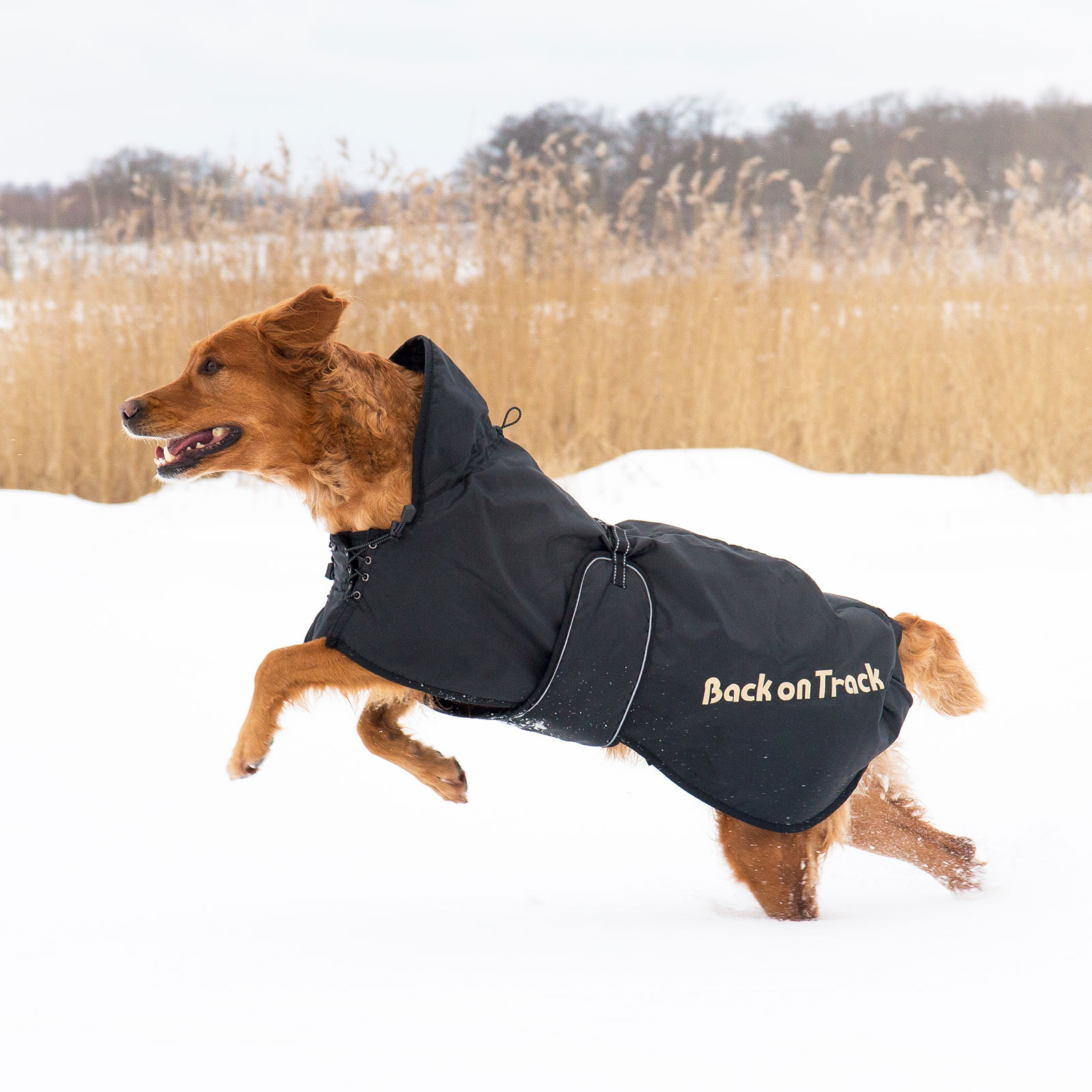 Back on Track hundtäcke (63-91)