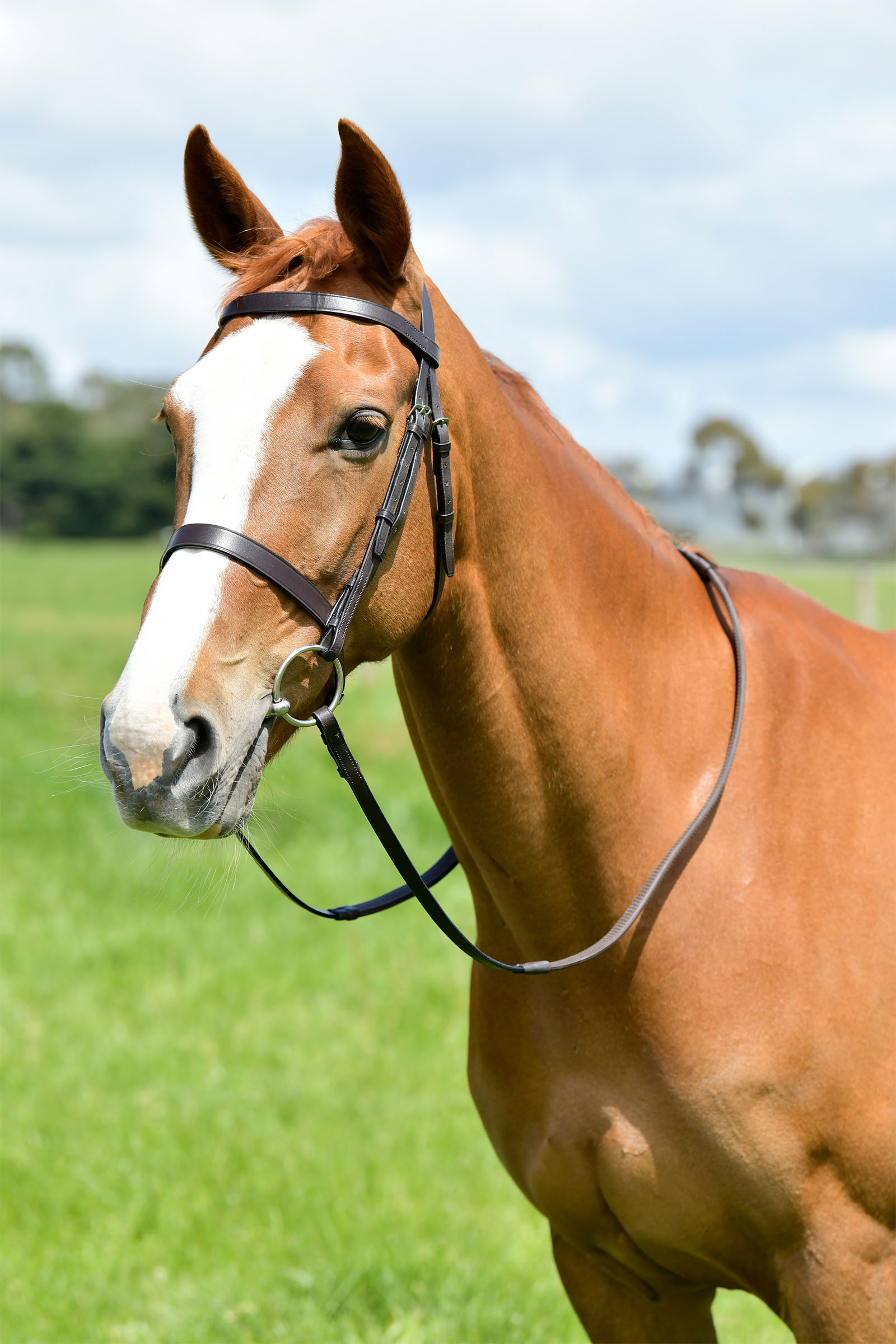Kincade Classic platt jakttr&auml;ns med tyglar
