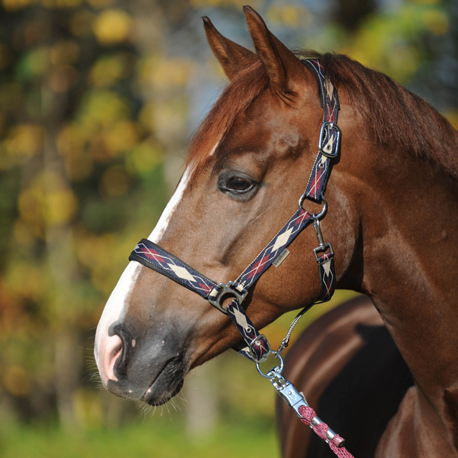 Kavalkade Classic Raute Grimma