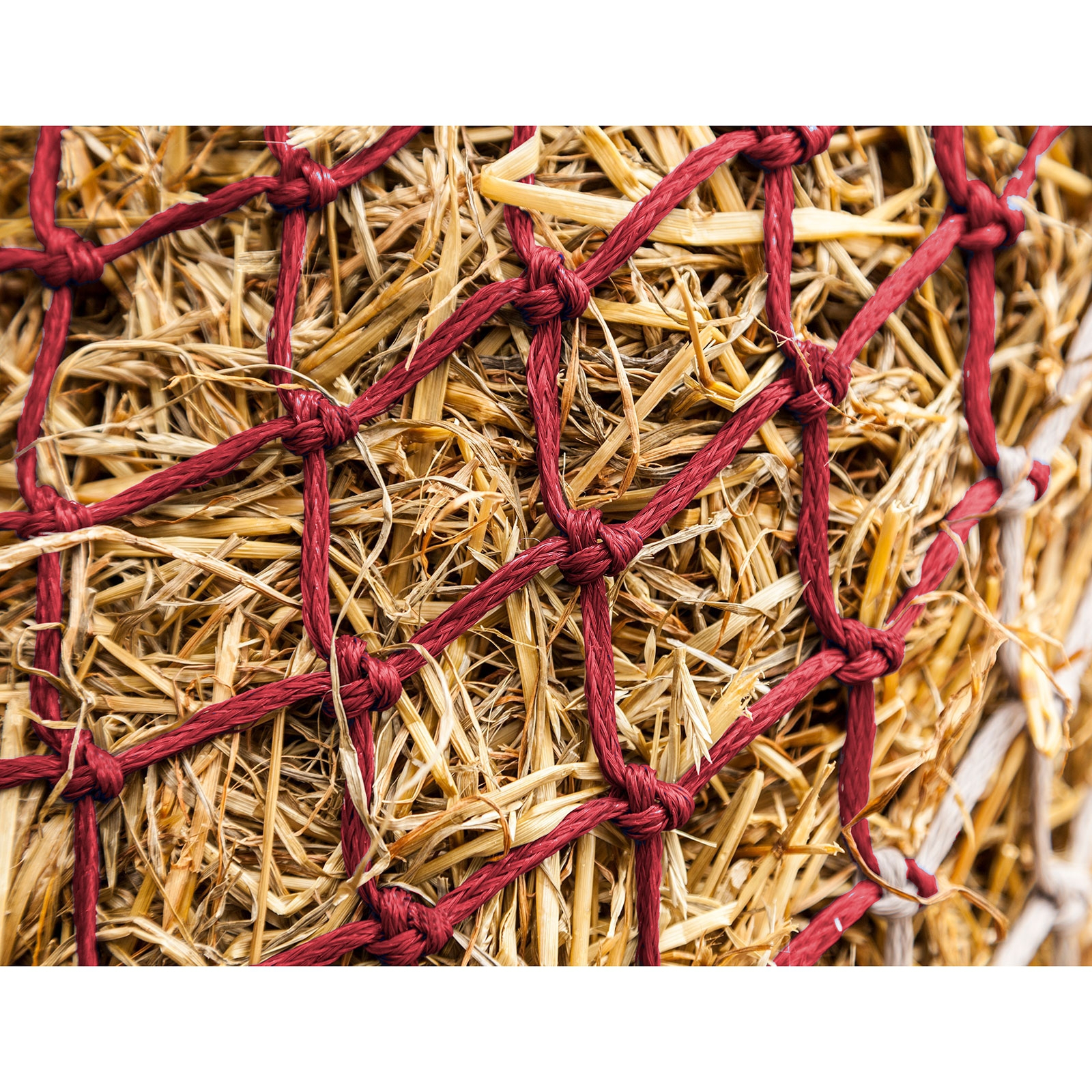 Dark Red/Off-white LeMieux Hippo hönät