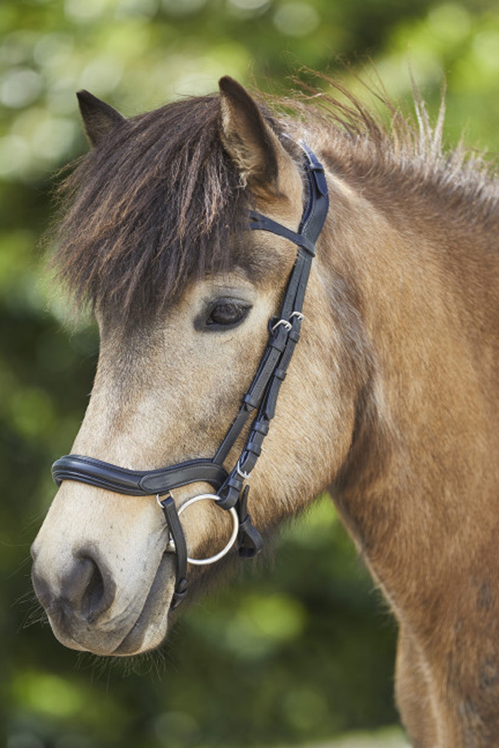 Waldhausen Anatomisk Isl&auml;ndsk Tr&auml;ns