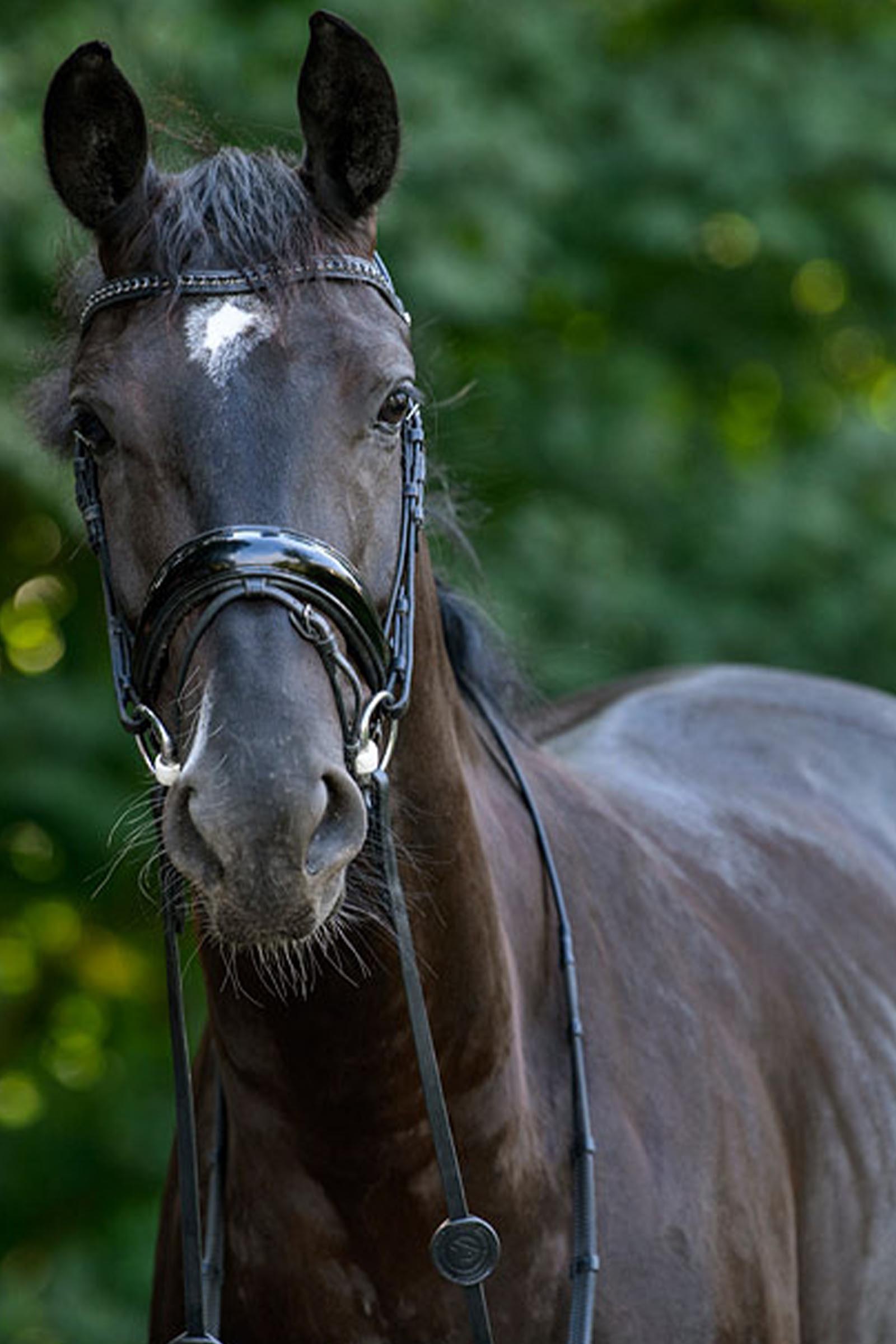 Trust Equestrian Rotterdam Stor Patent Vevtr&auml;ns