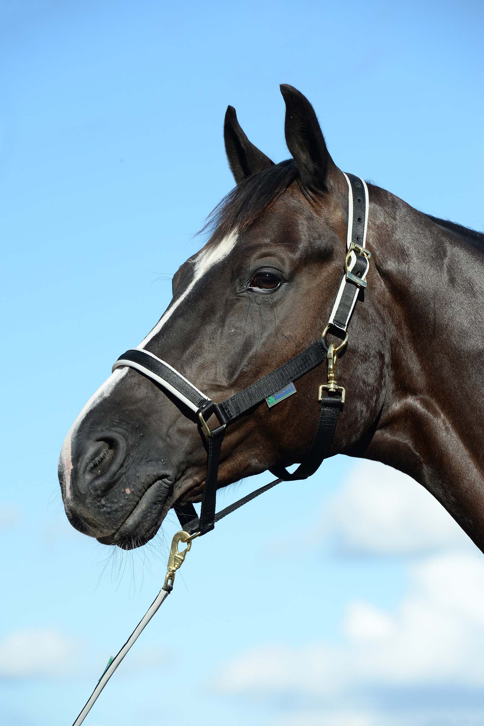 Black/Silver Bucas Dublin Luxury vadderade grimma