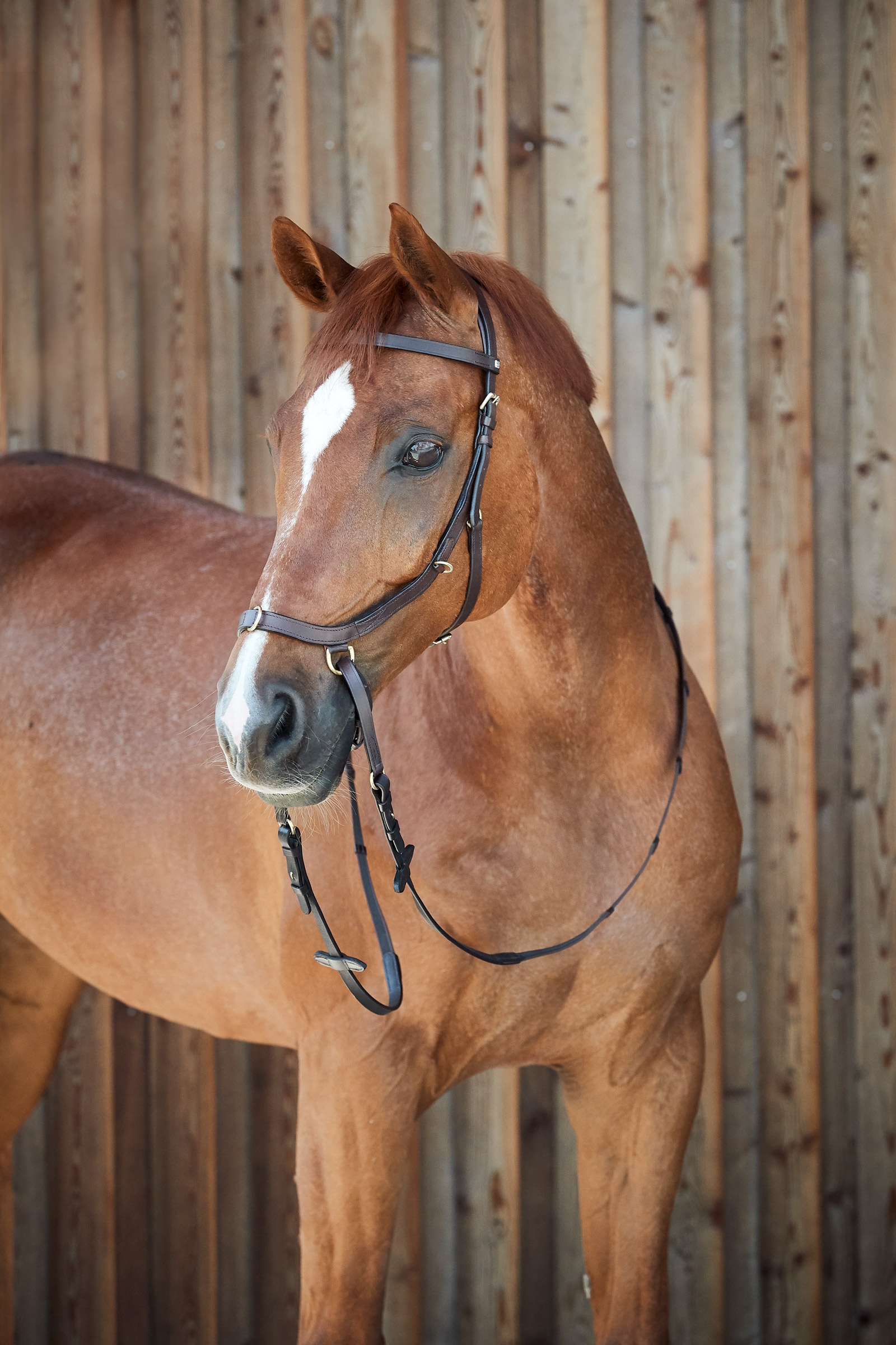 Horze Orlando kombinerat anatomiskt bettlöst träns